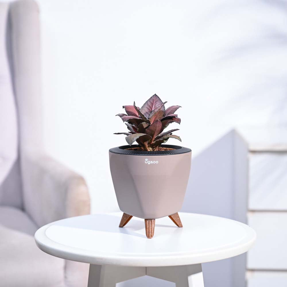 Red Euphorbia Plant