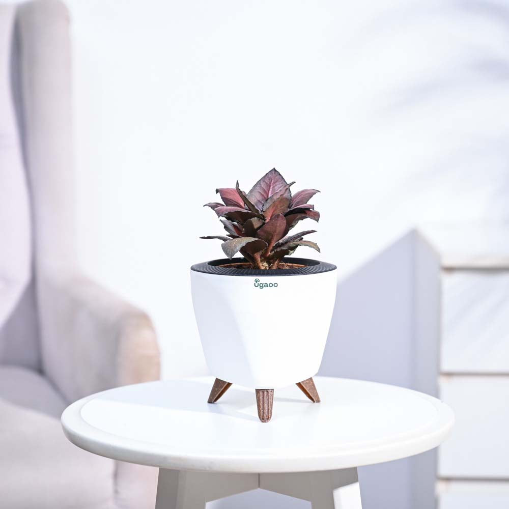 Red Euphorbia Plant