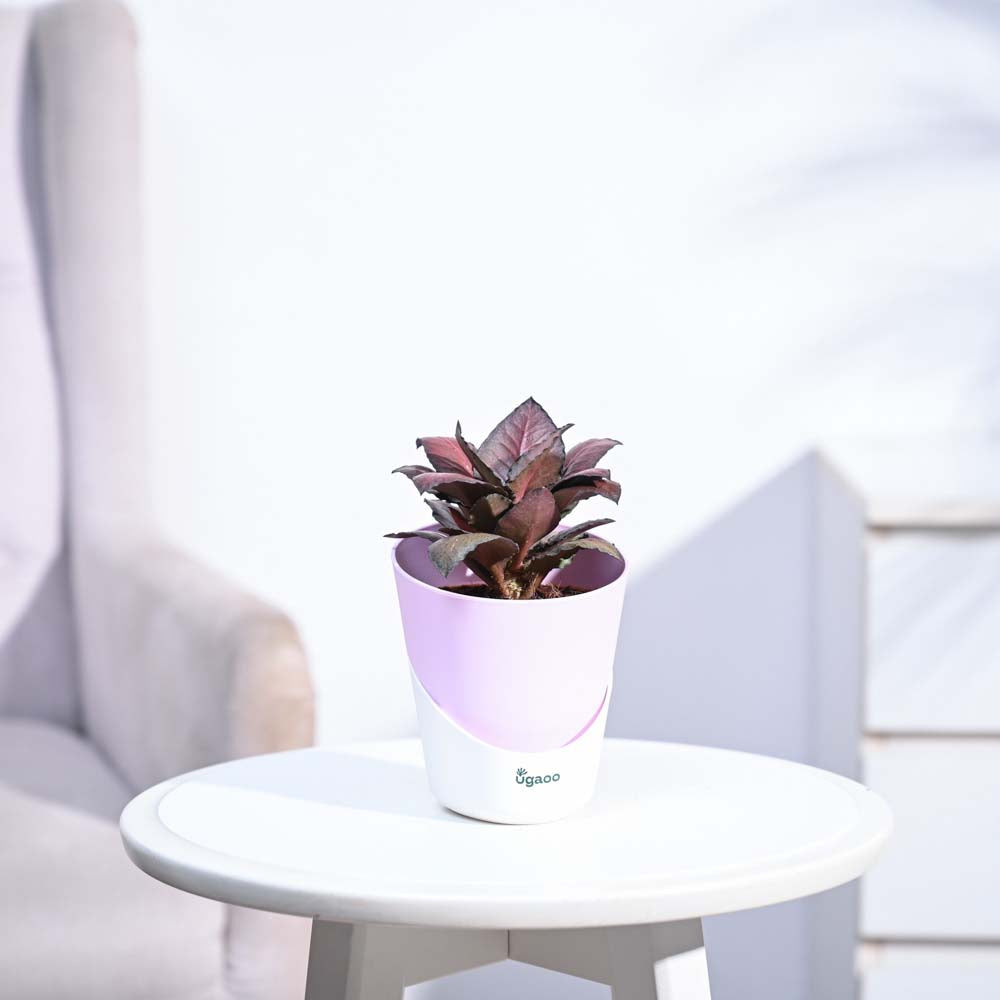 Red Euphorbia Plant