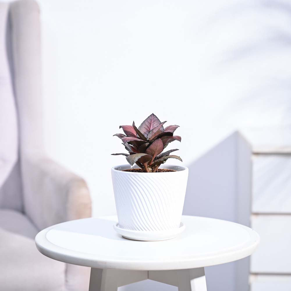Red Euphorbia Plant