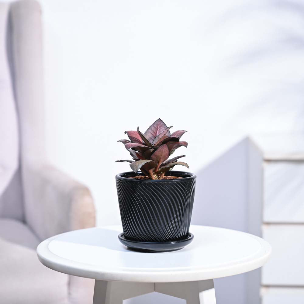 Red Euphorbia Plant