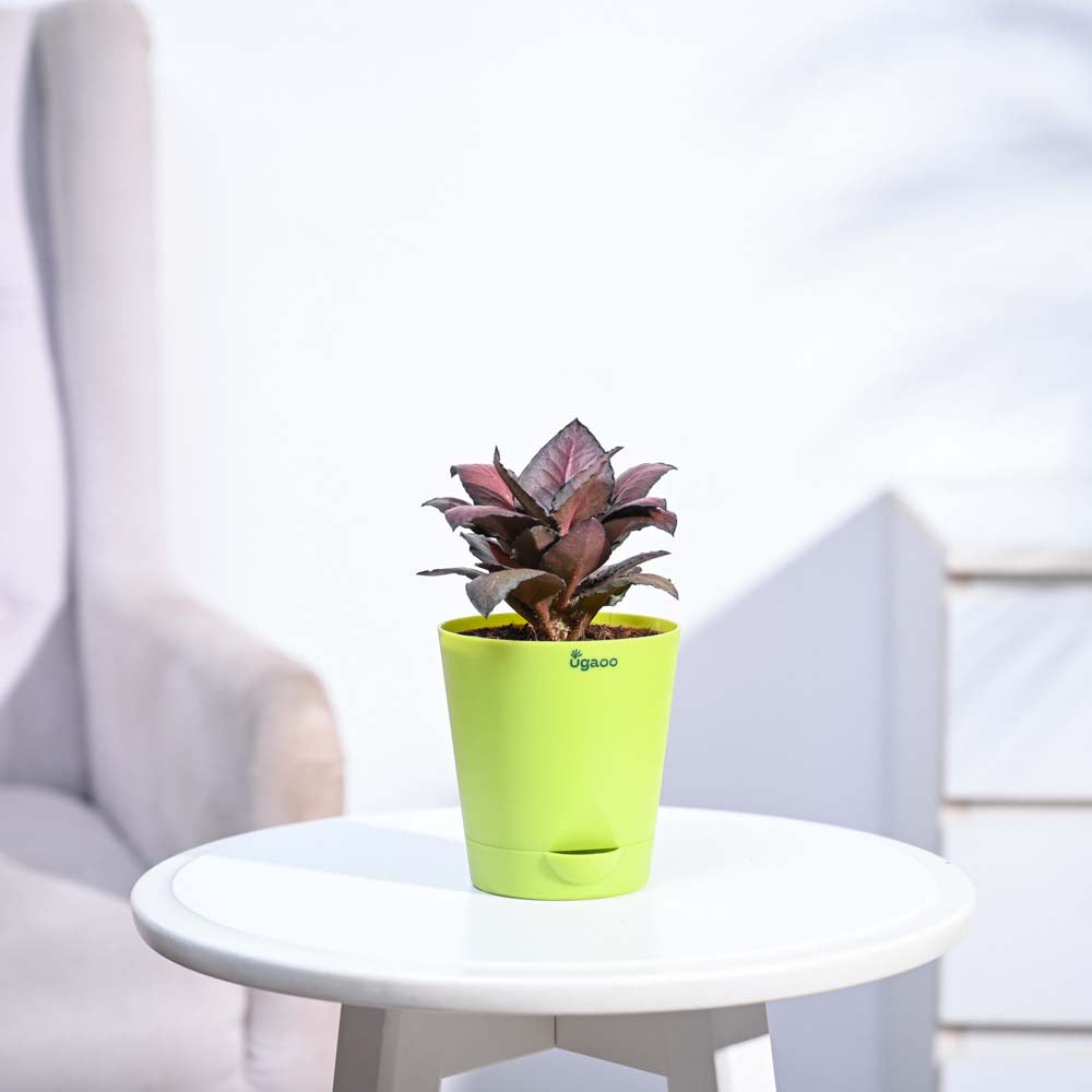 Red Euphorbia Plant