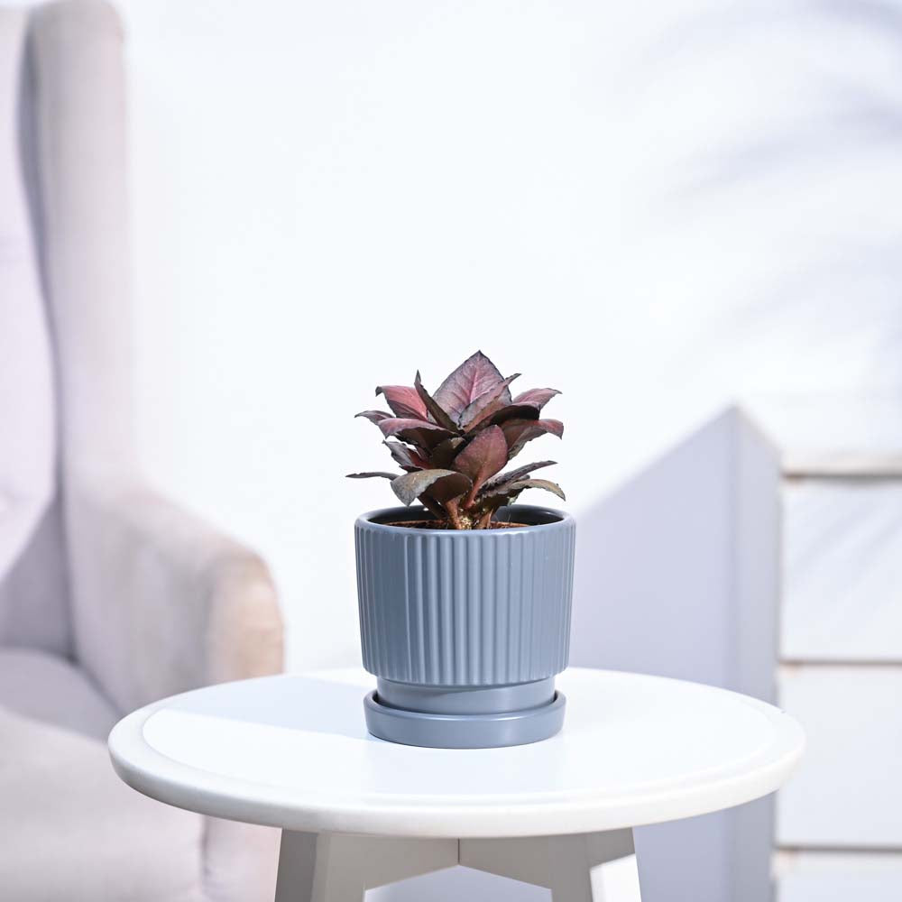 Red Euphorbia Plant