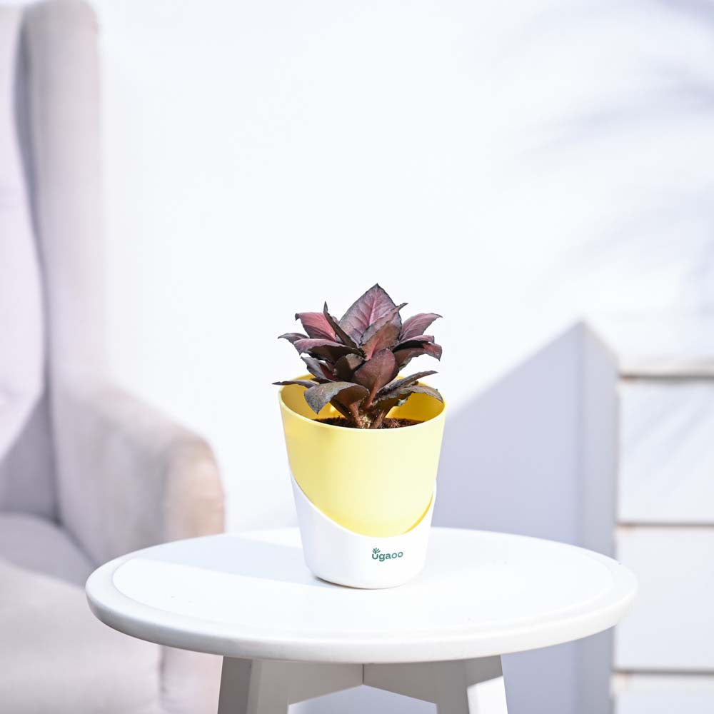 Red Euphorbia Plant