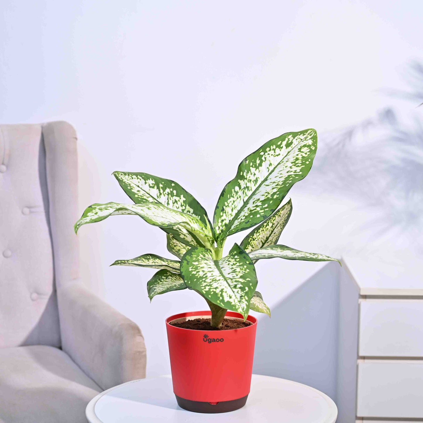 Dieffenbachia Delilah - Large