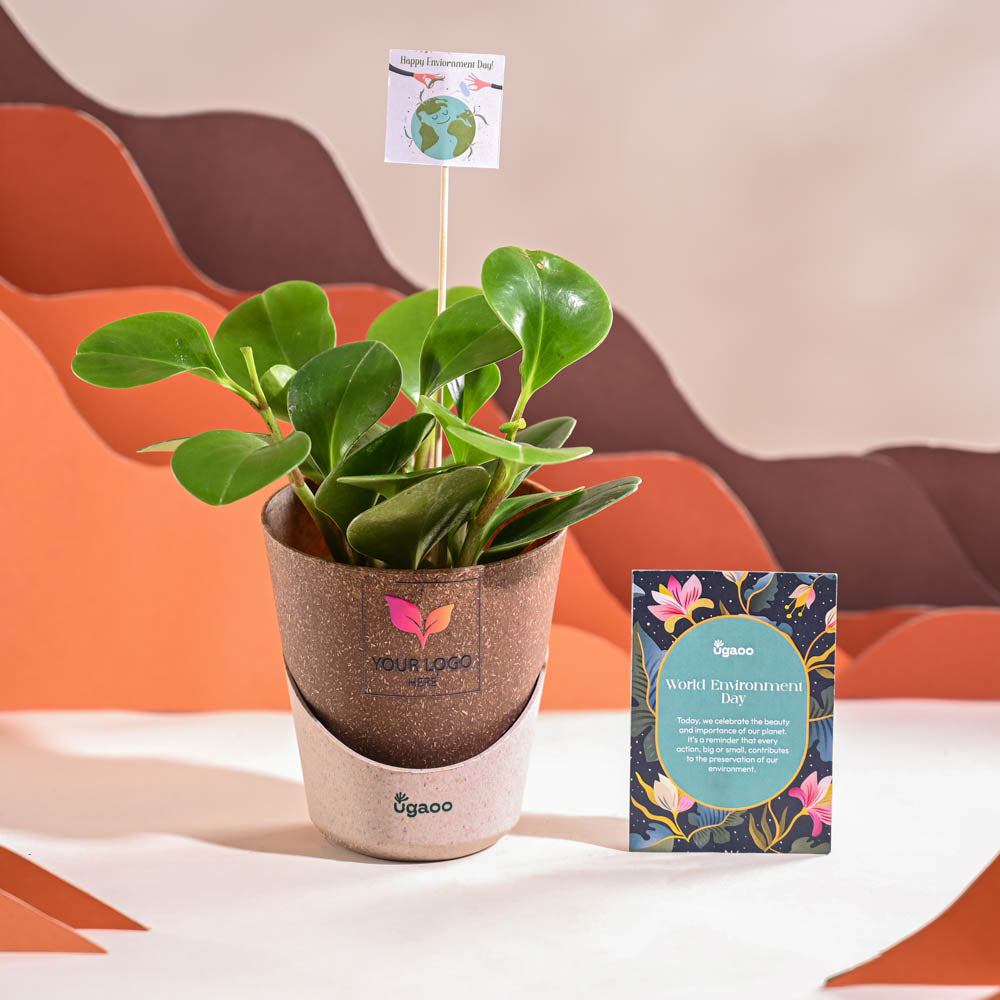 Peperomia Green Plant For Environment Day Gifting