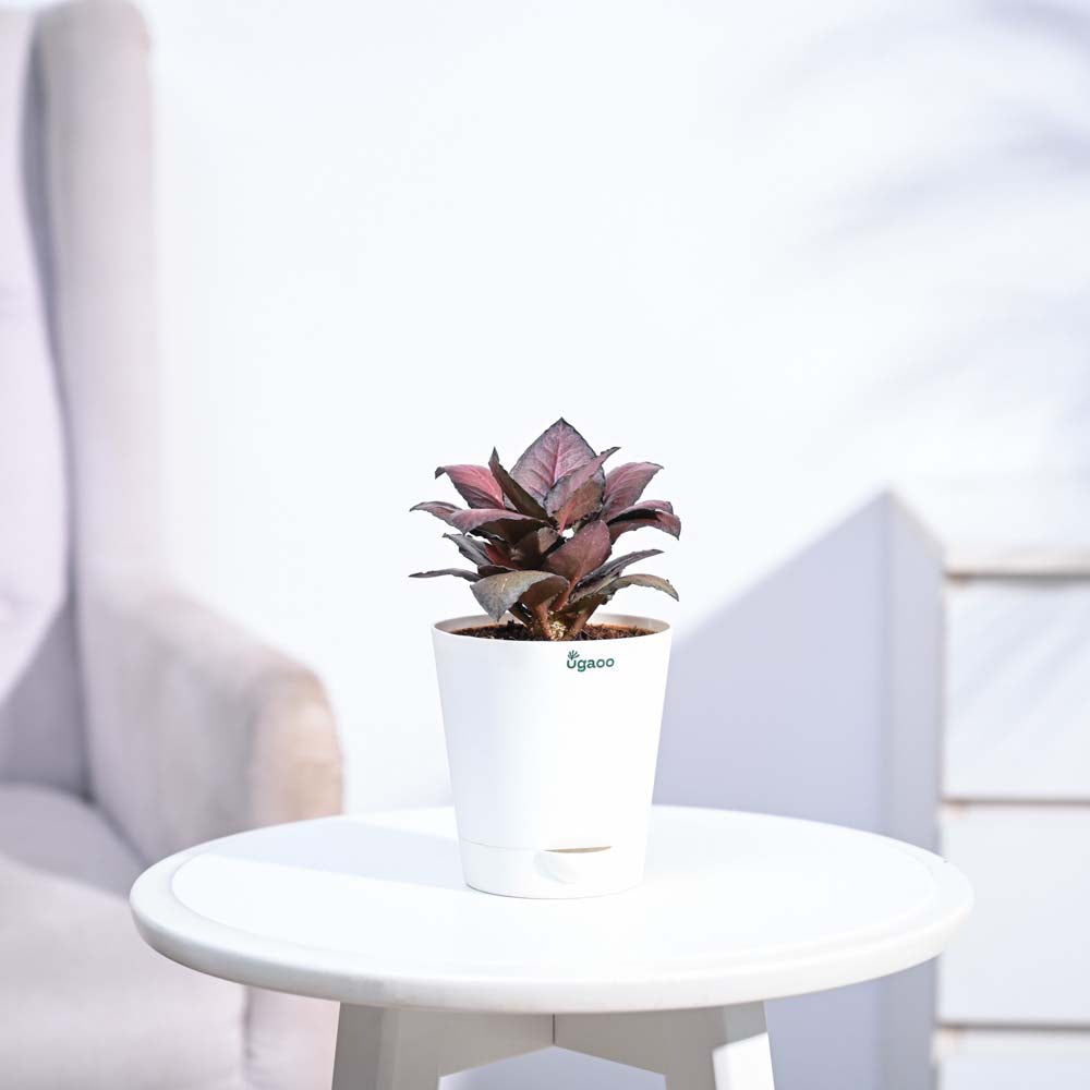 Red Euphorbia Plant