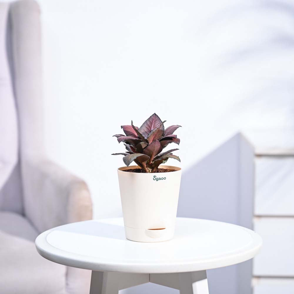 Red Euphorbia Plant