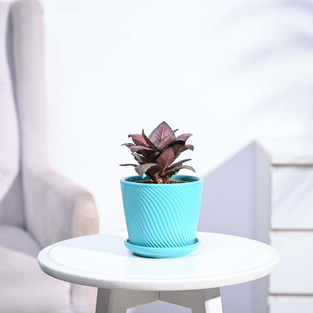 Red Euphorbia Plant