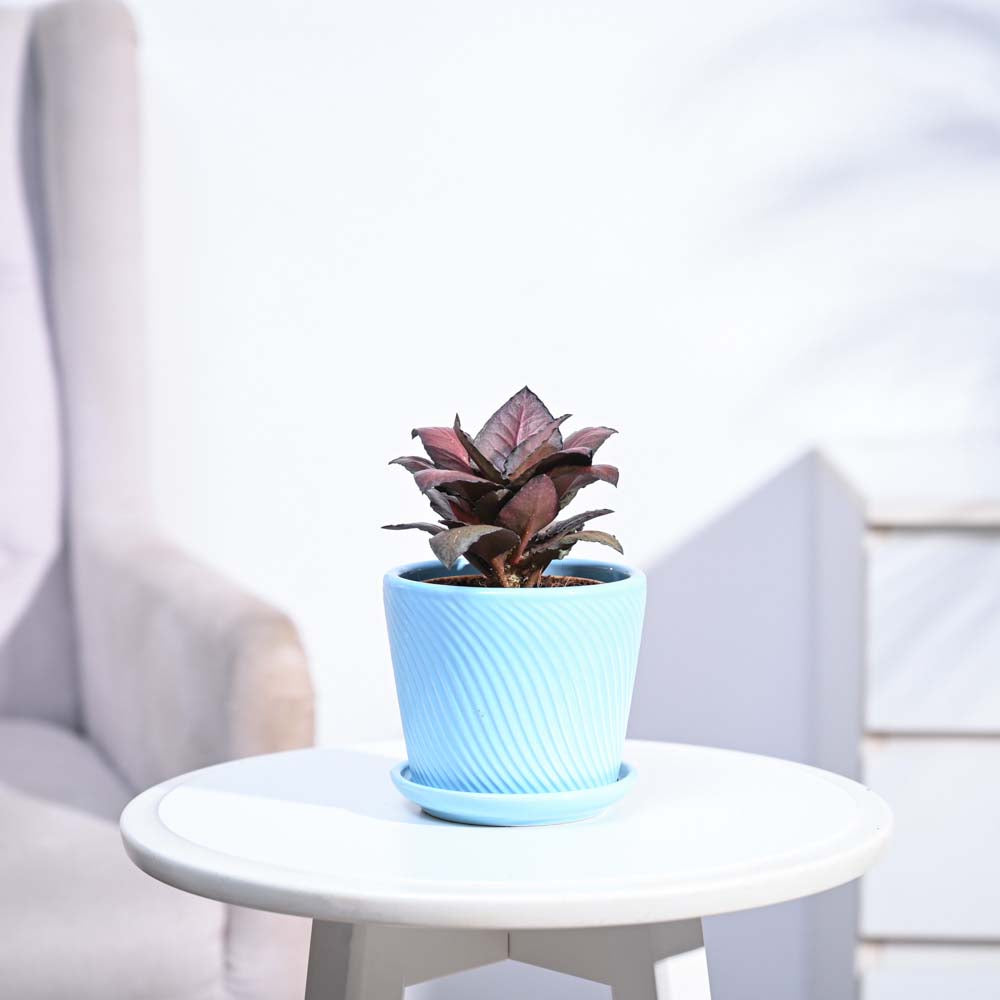 Red Euphorbia Plant