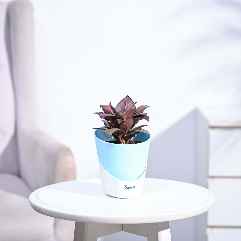 Red Euphorbia Plant