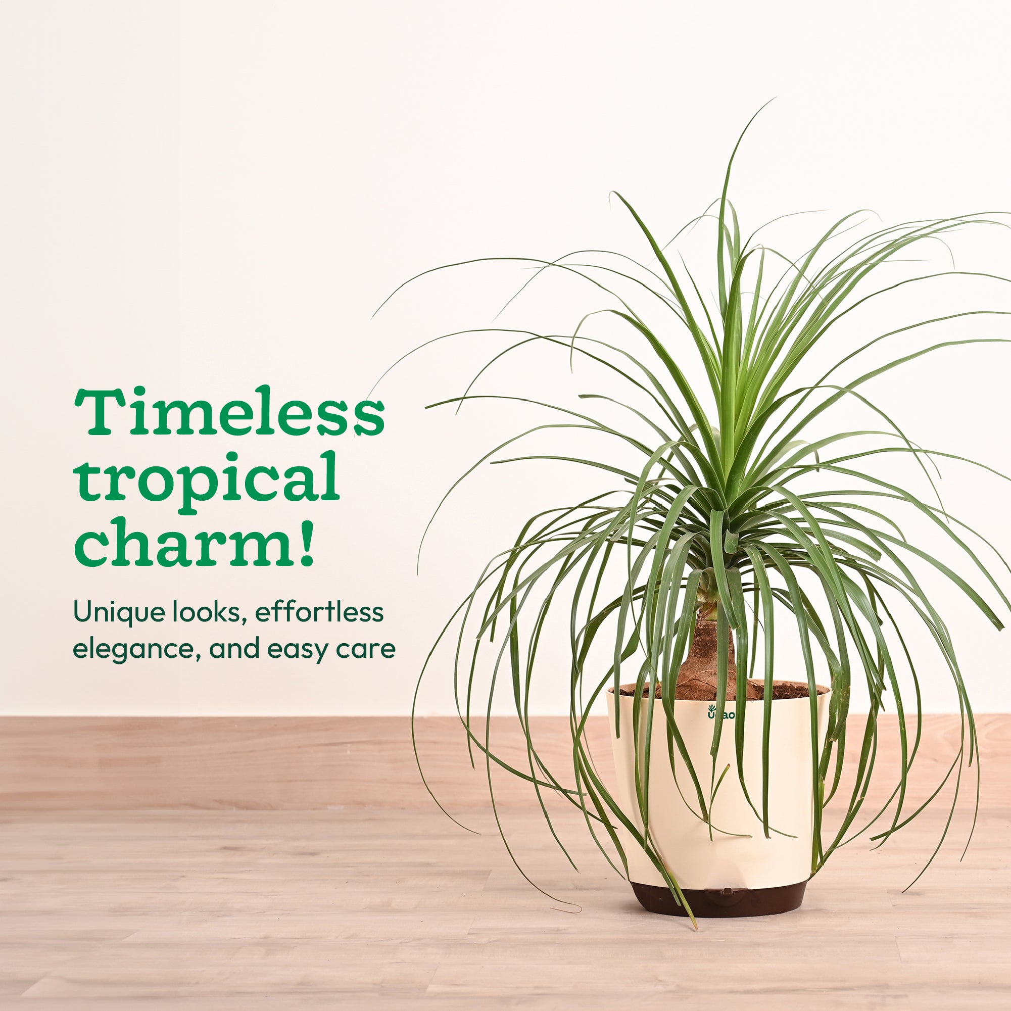 Nolina Palm XL