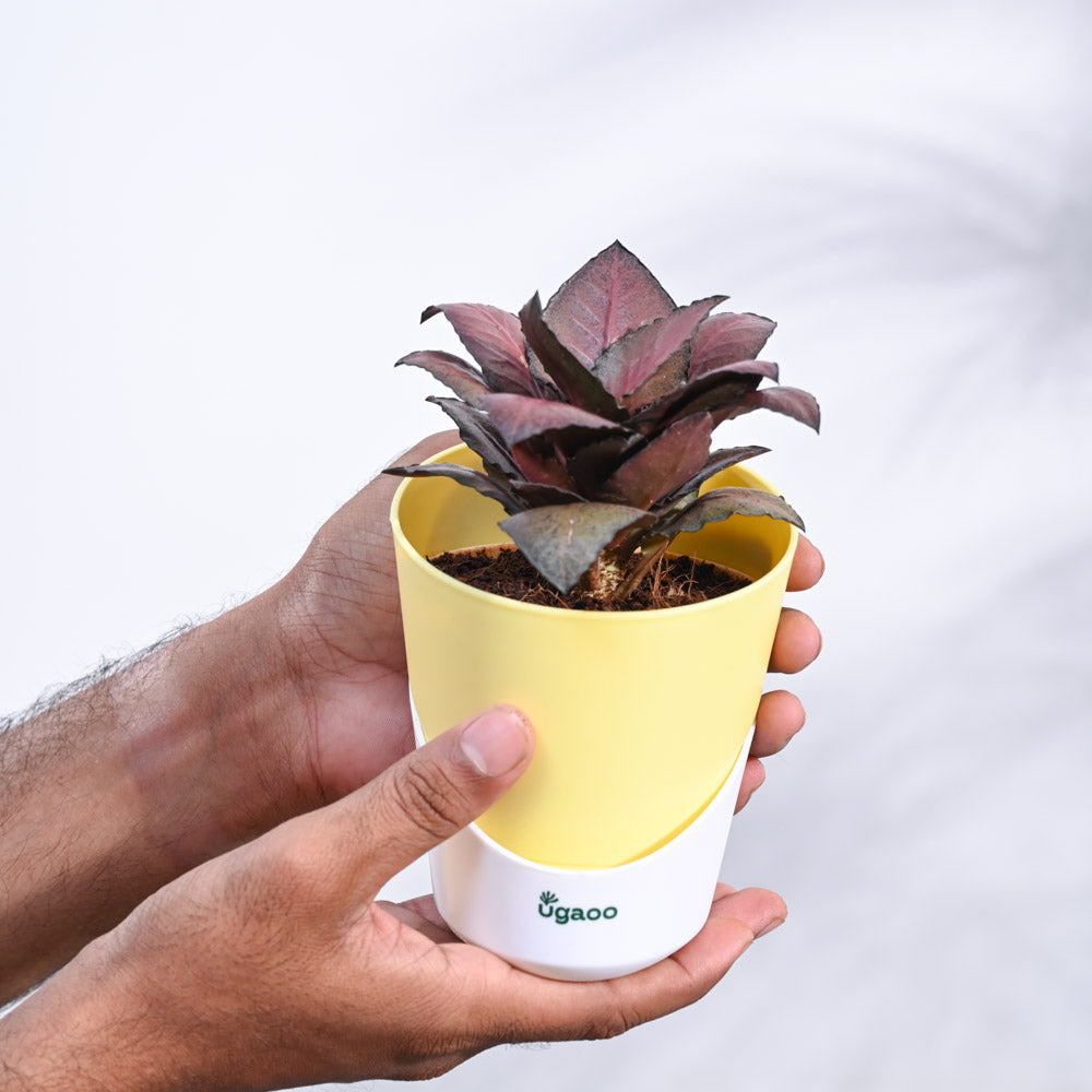 Red Euphorbia Plant