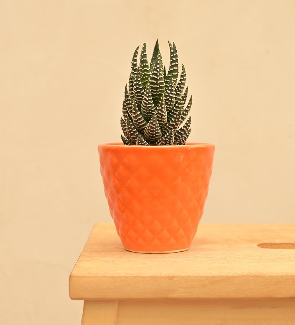 Firecracker Ceramic Planter