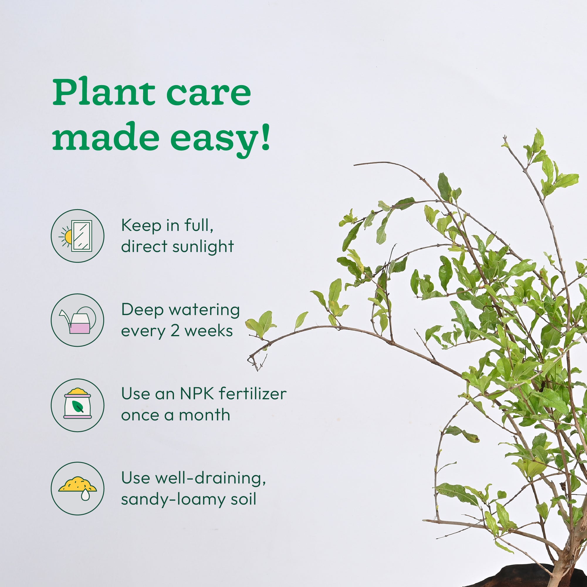 Pomegranate Plant