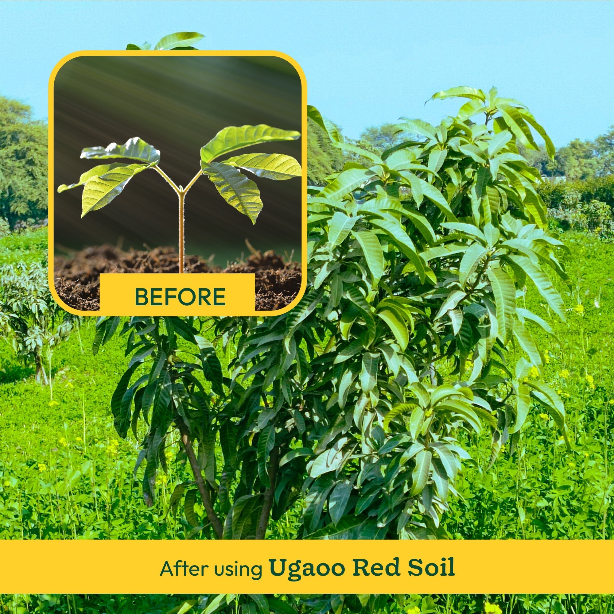 Garden Red Soil