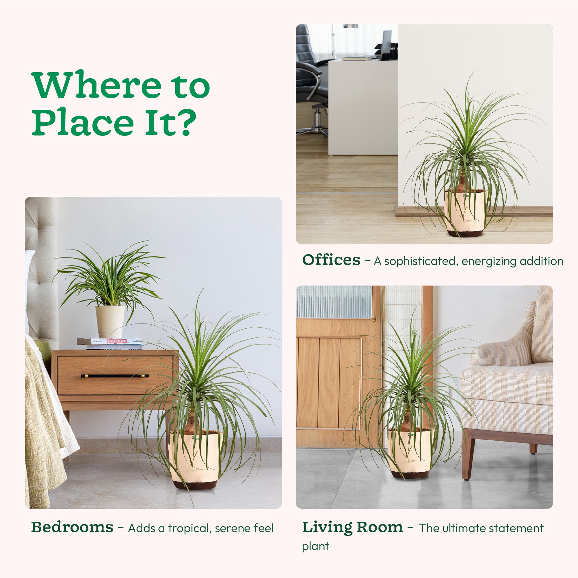 Nolina Palm XL