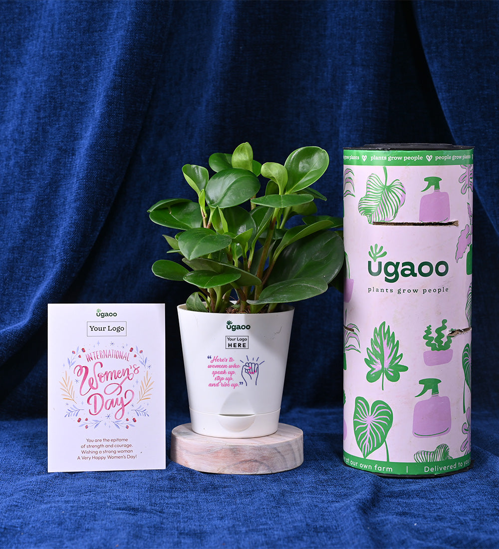 Set of Two Plants For Women's Day - Hamper 3