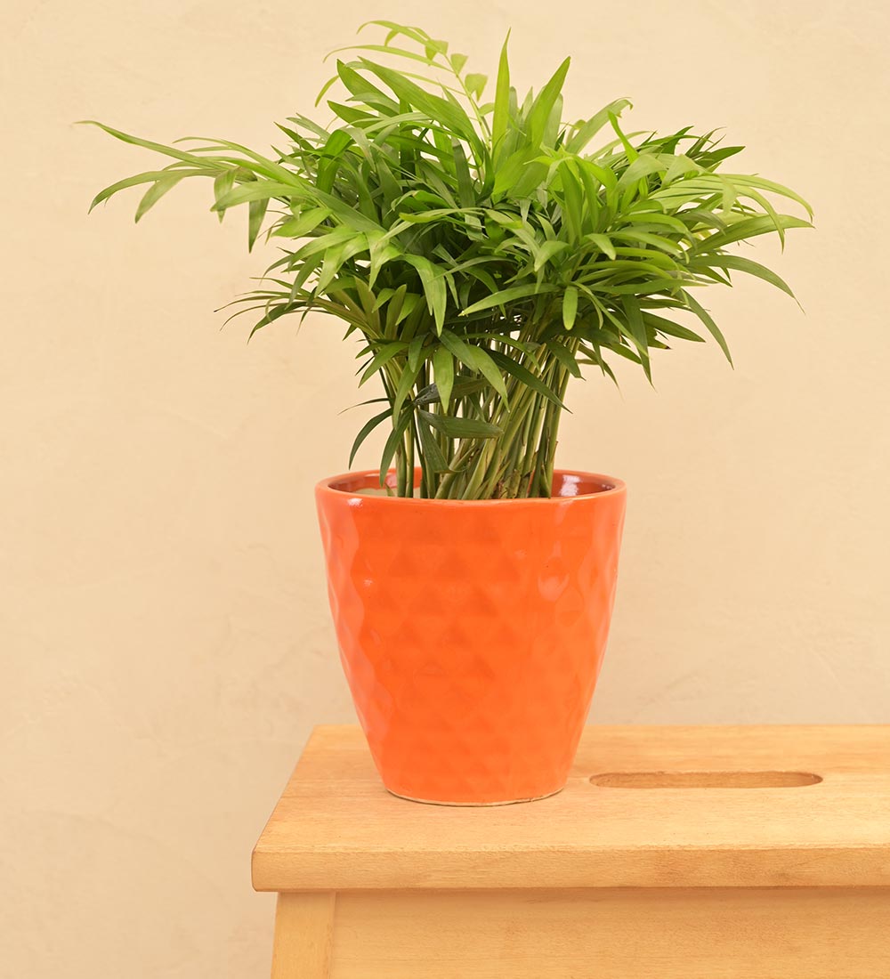 Firecracker Ceramic Planter
