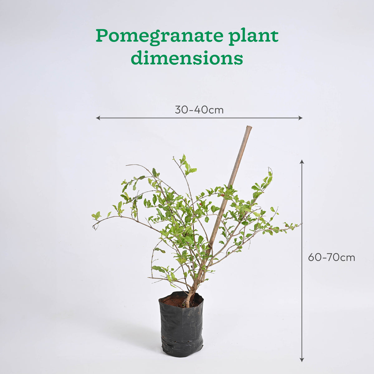 Chiku and Pomegranate Fruit Plant Combo