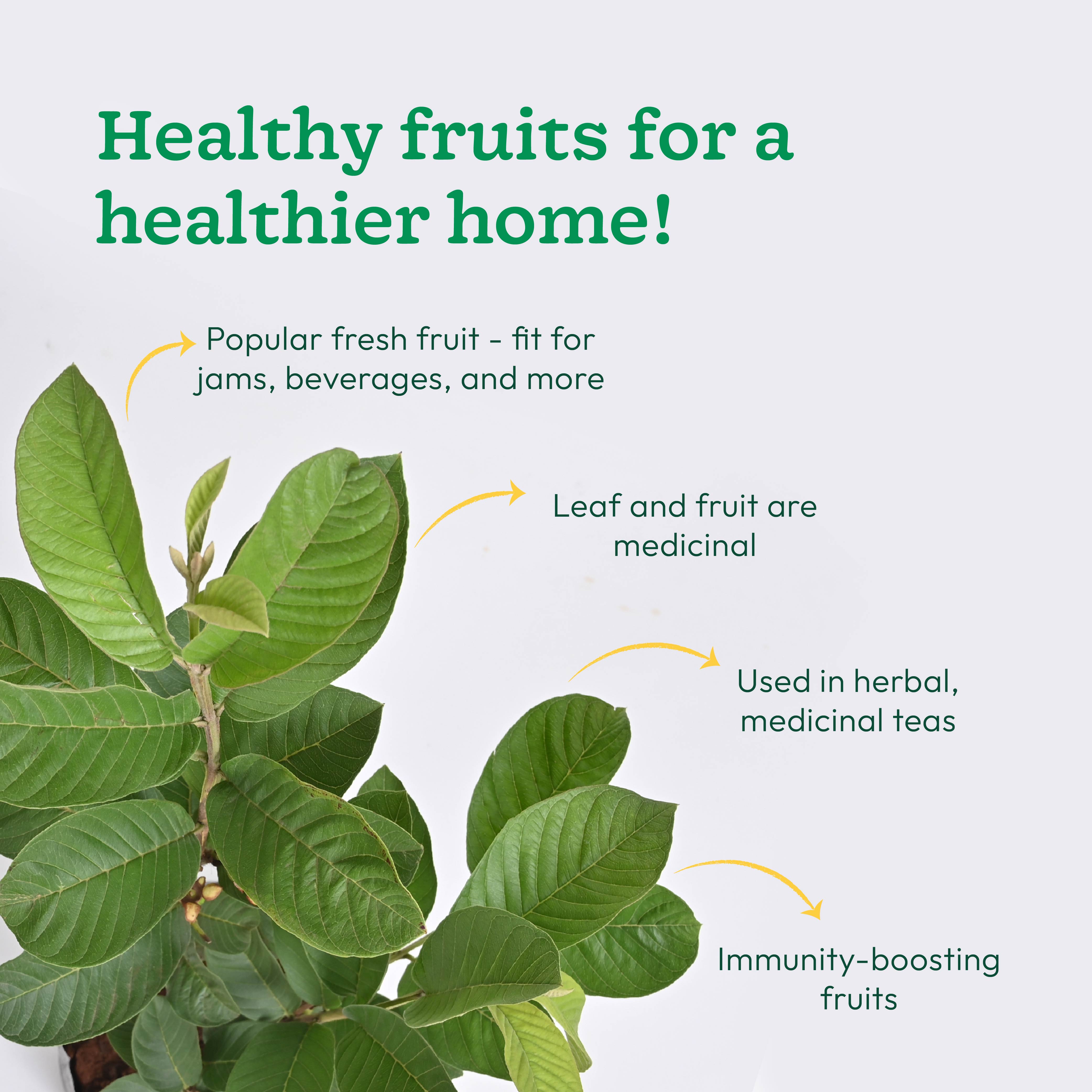 Guava Plant