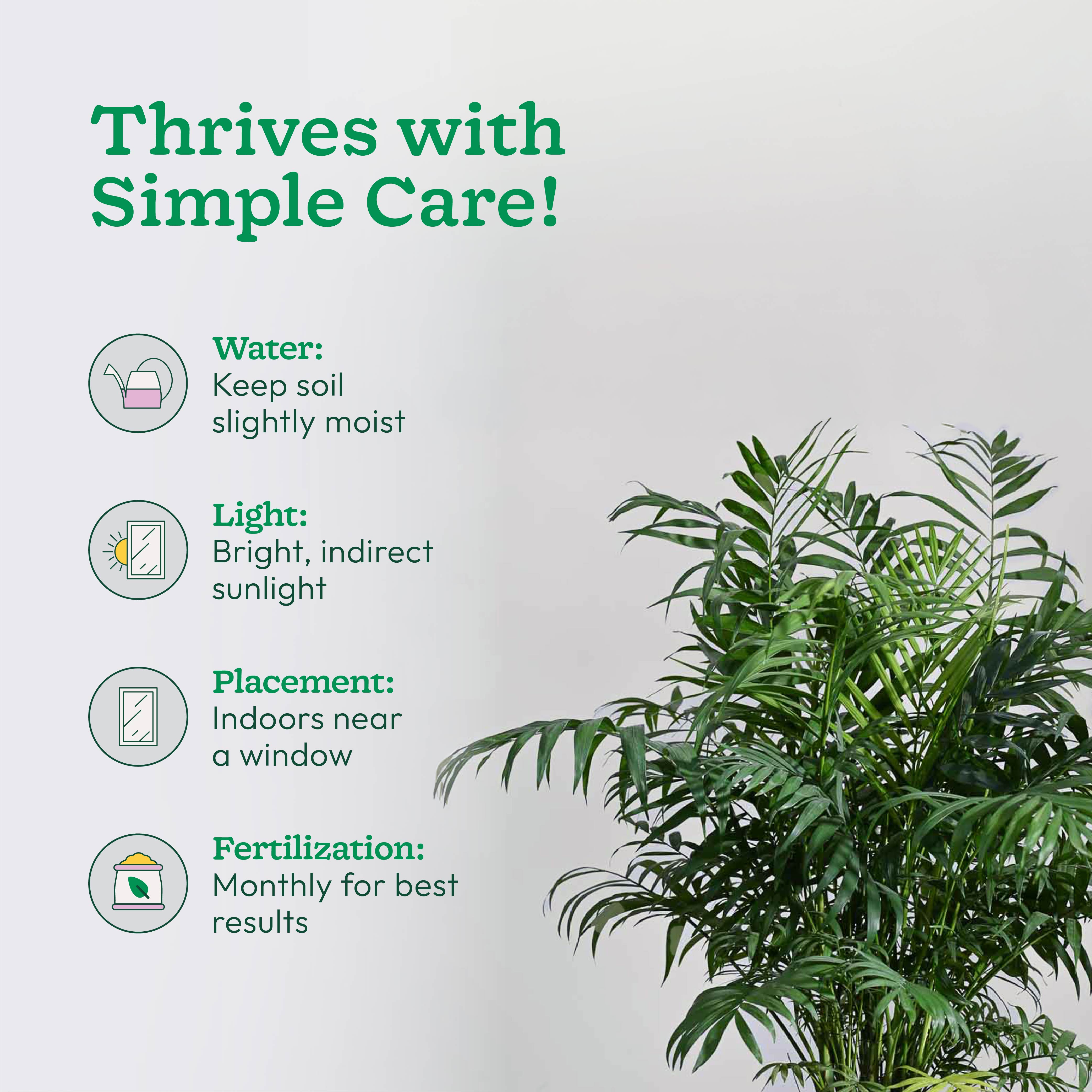 Bamboo Palm XL