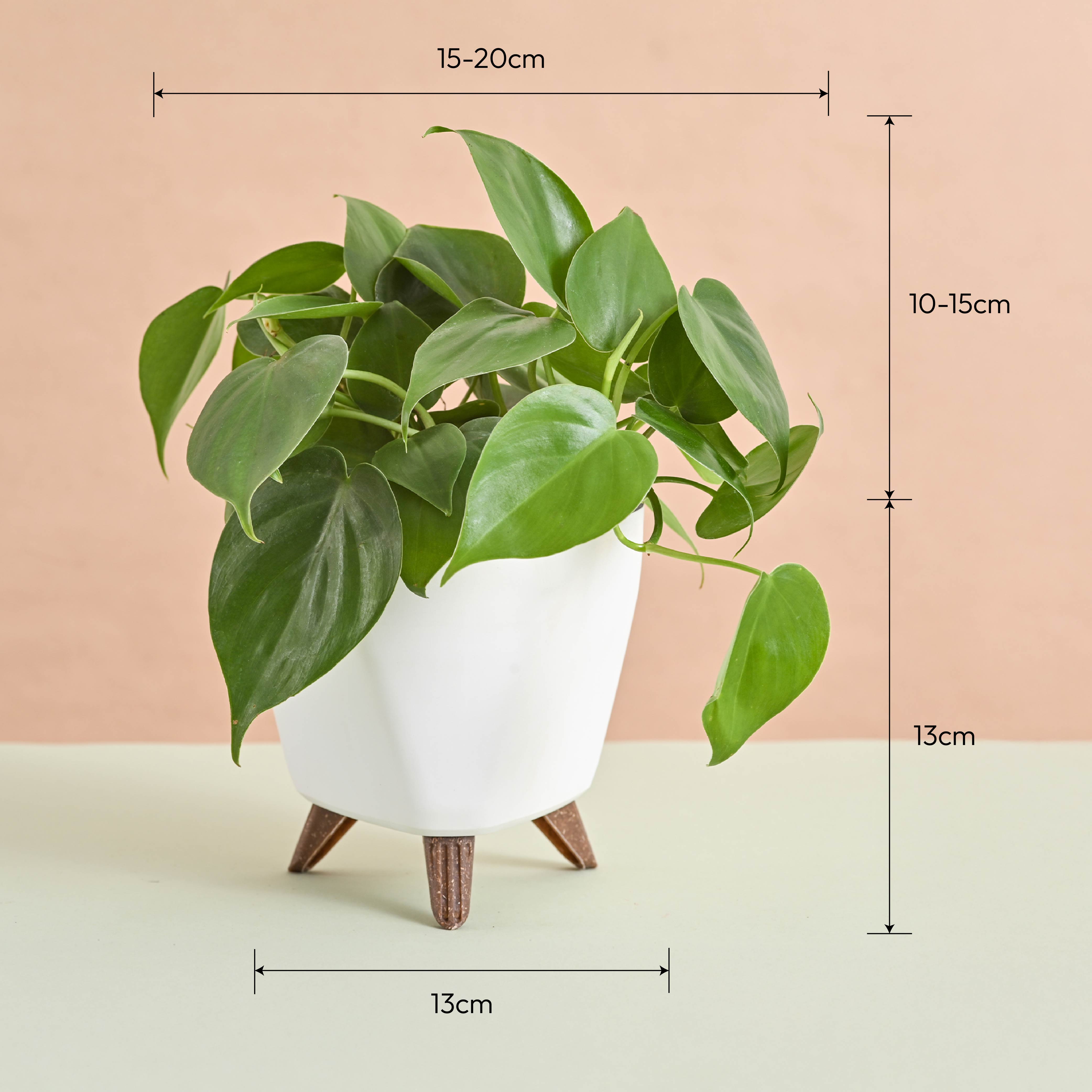 Oxycardium Green Plant Gift for Women's Day