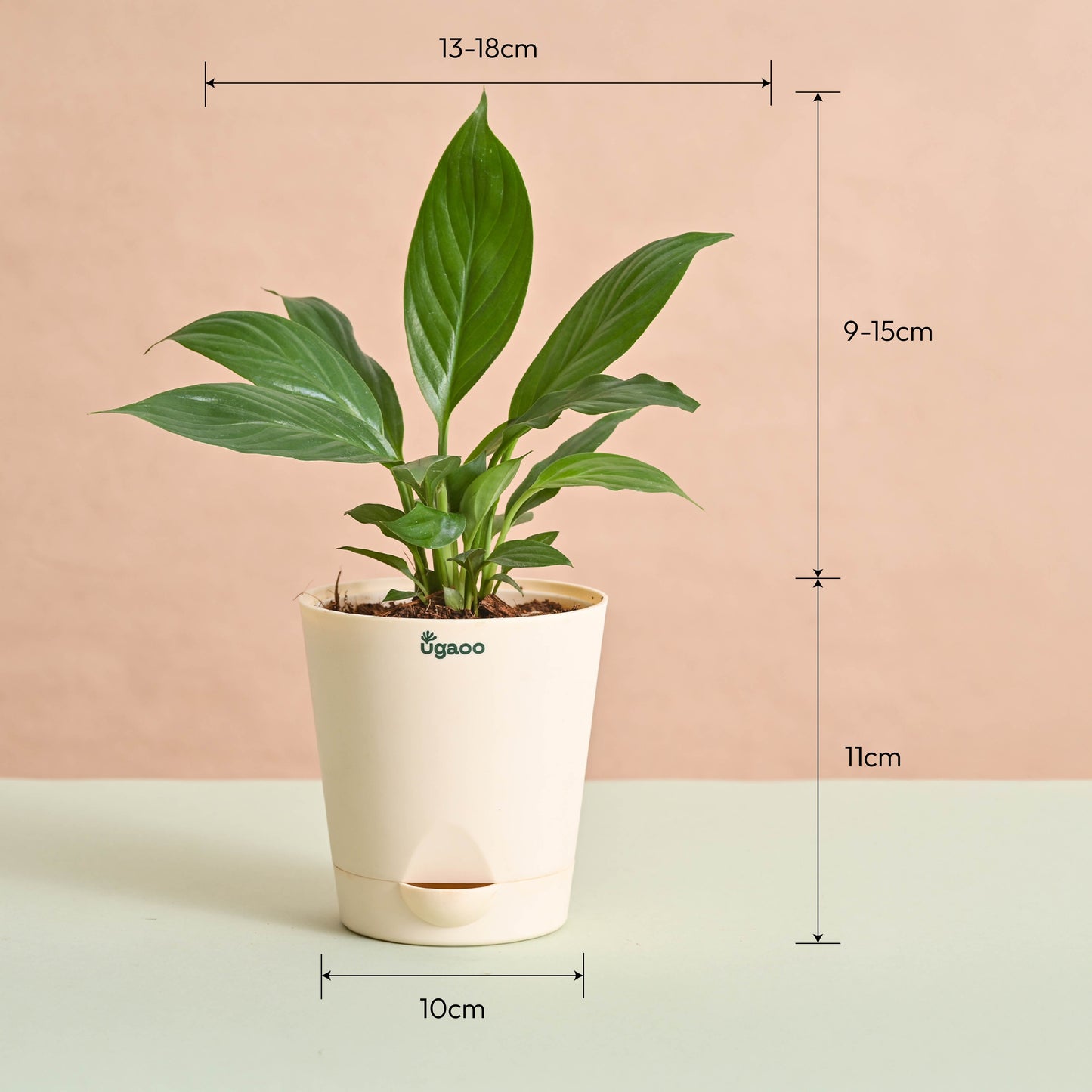 Peace Lily Plant Gift for Women's Day