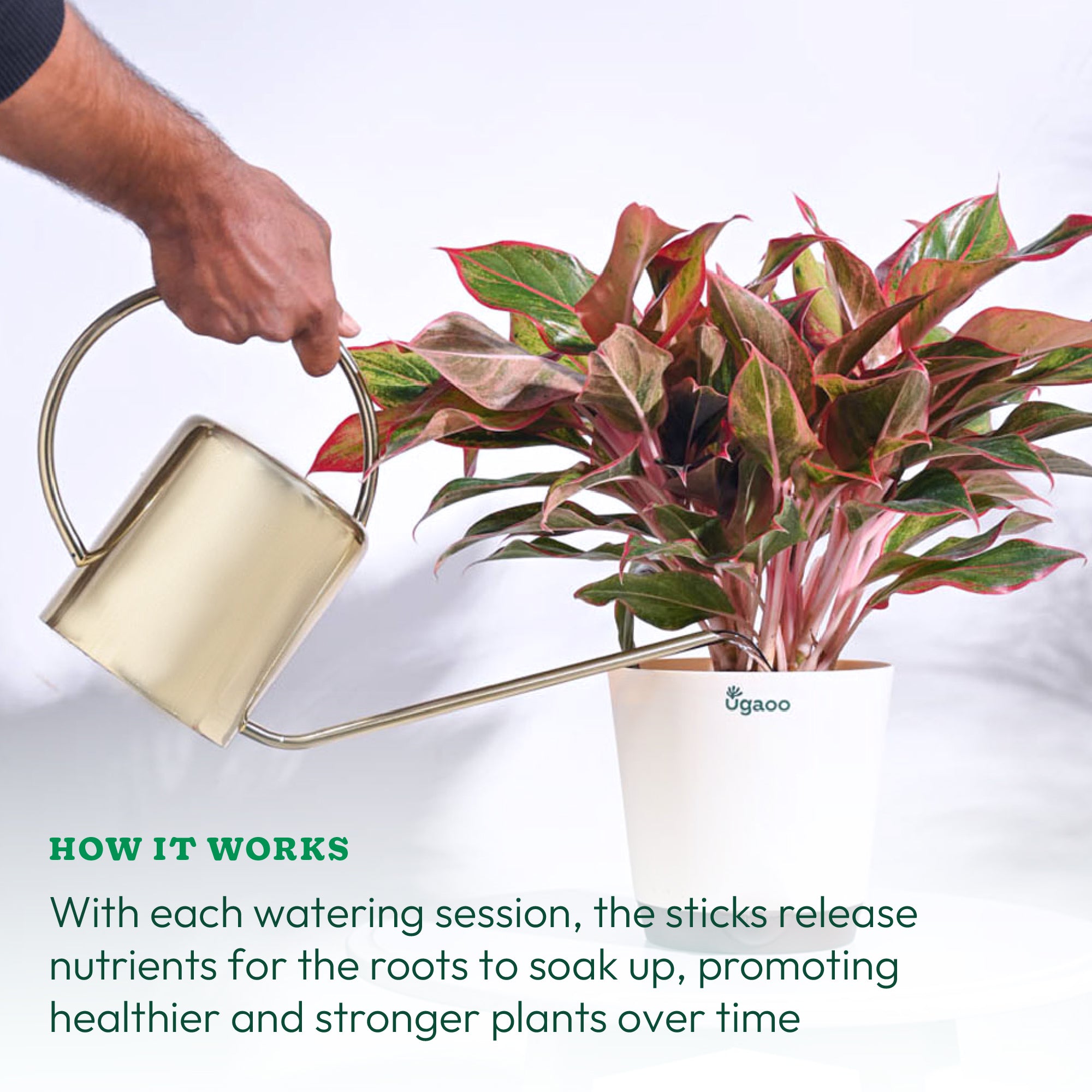 Plant Food Fertilizer Bloom Sticks For Flowering Plants