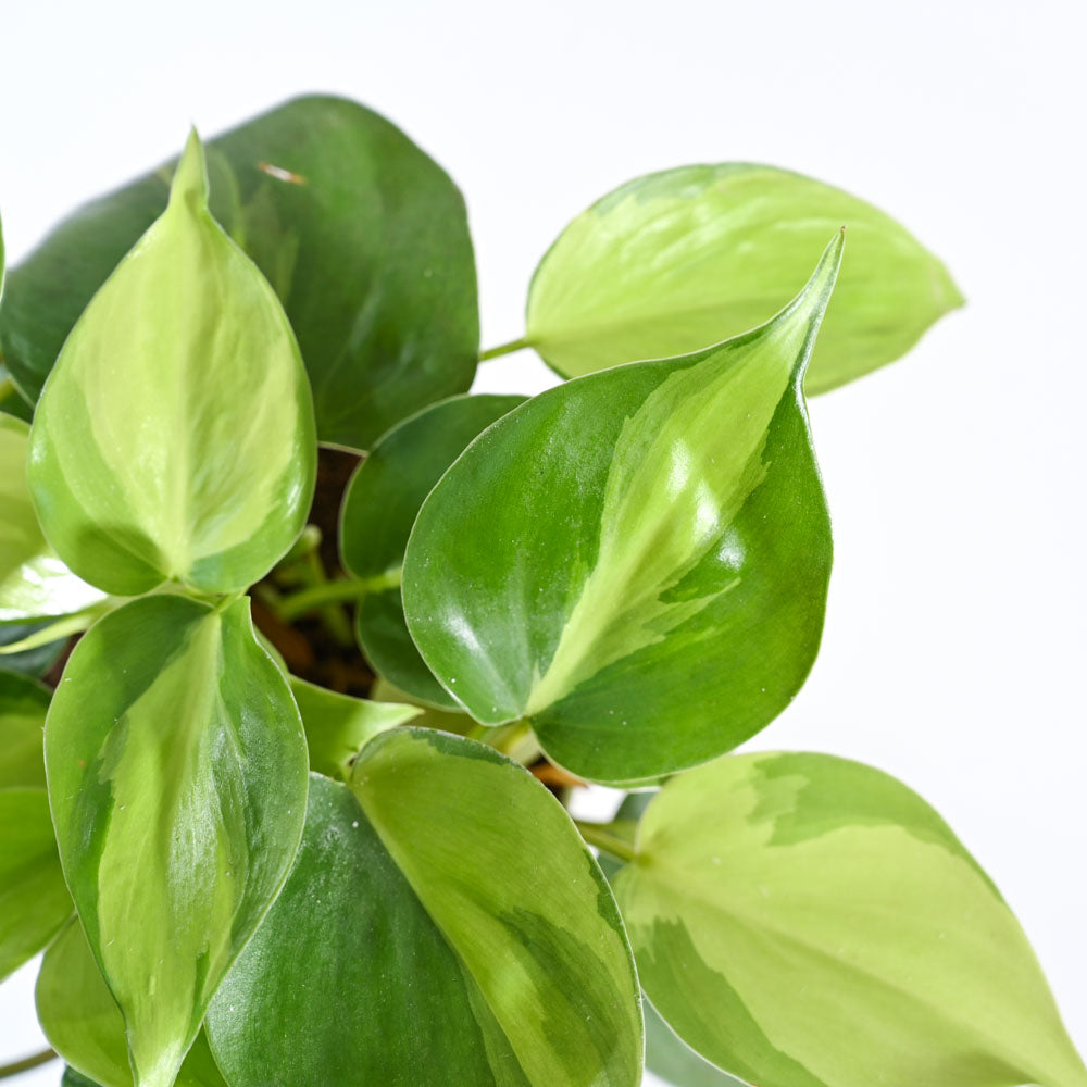 Philodendron Brasil Plant For Environment Day Gifting