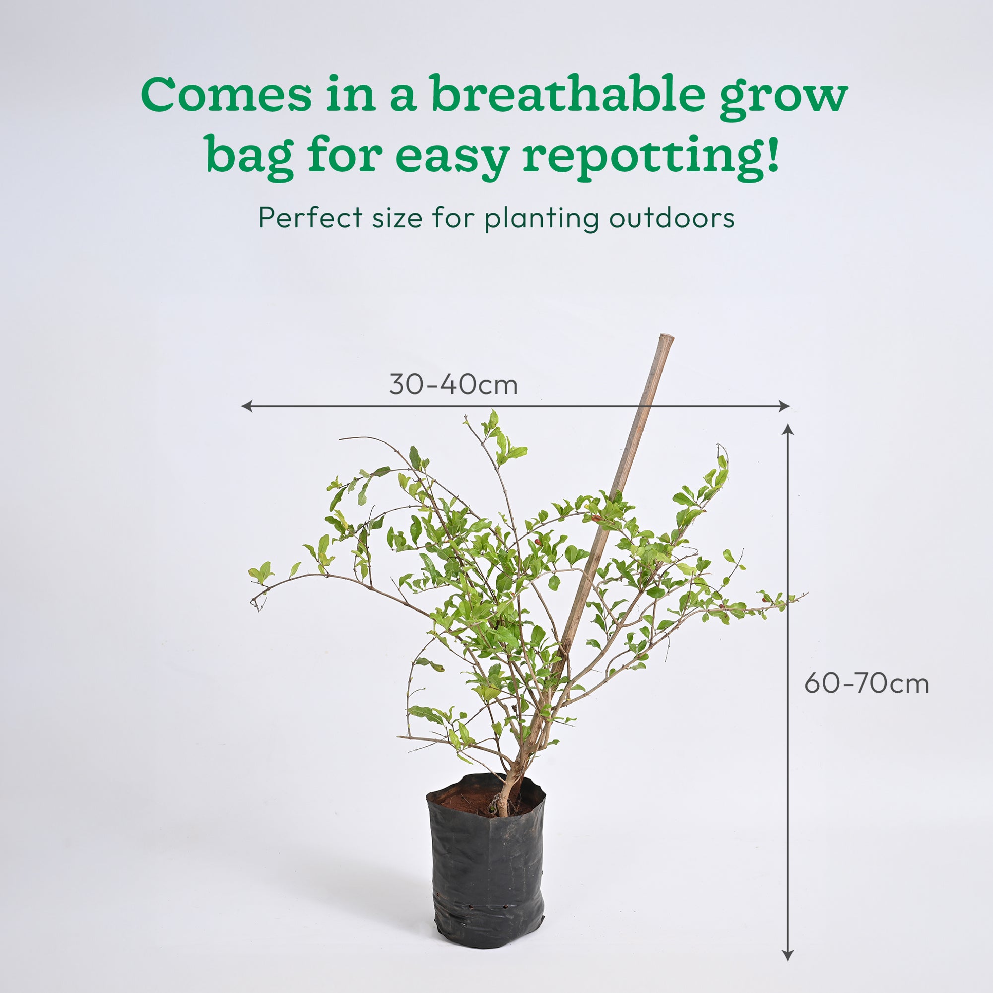 Pomegranate Plant