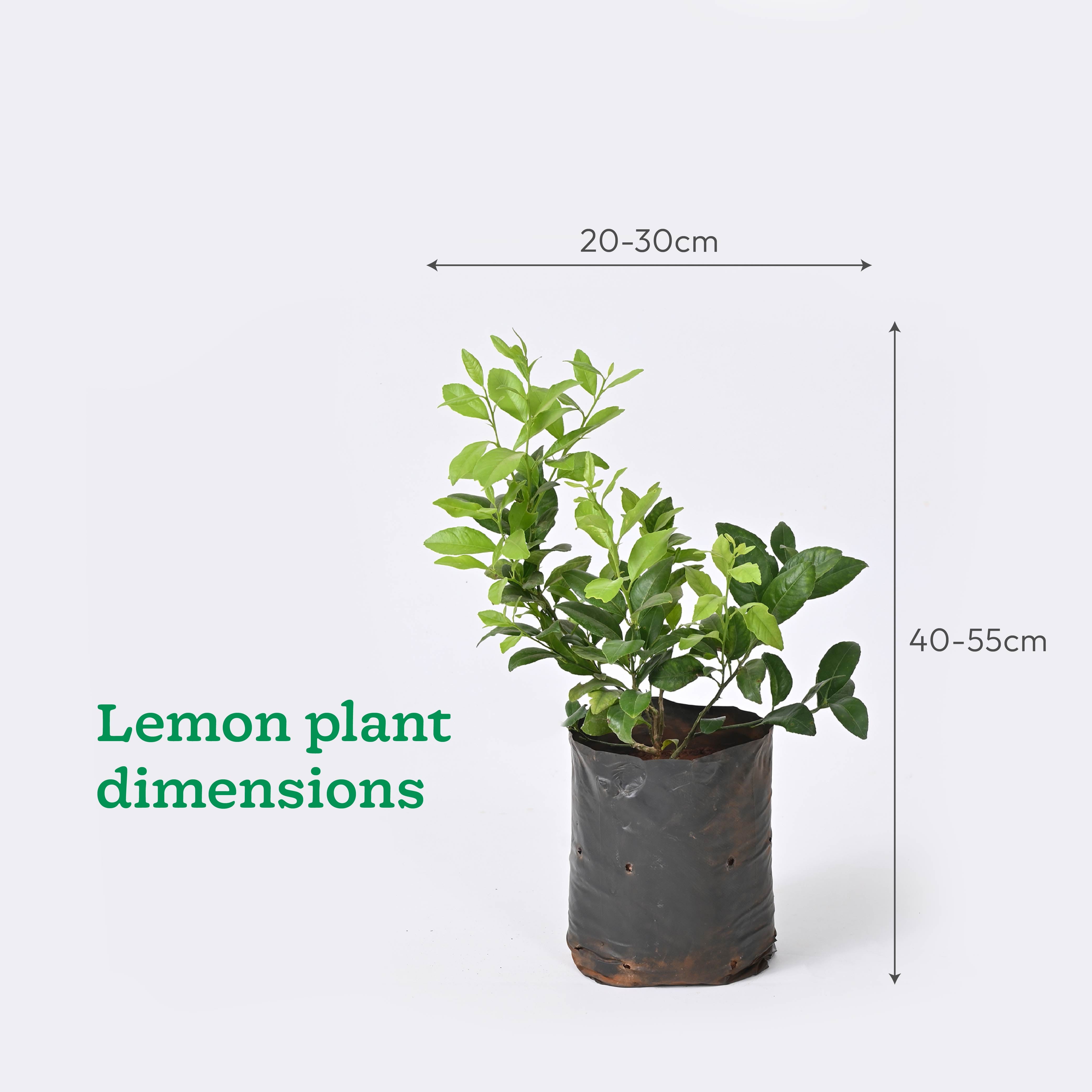 Pomegranate, Lemon, Guava - Combo of 3 Fruit Plants