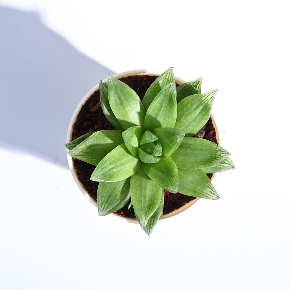 Haworthia Cooperi Fleshy For Environment Day Gifting