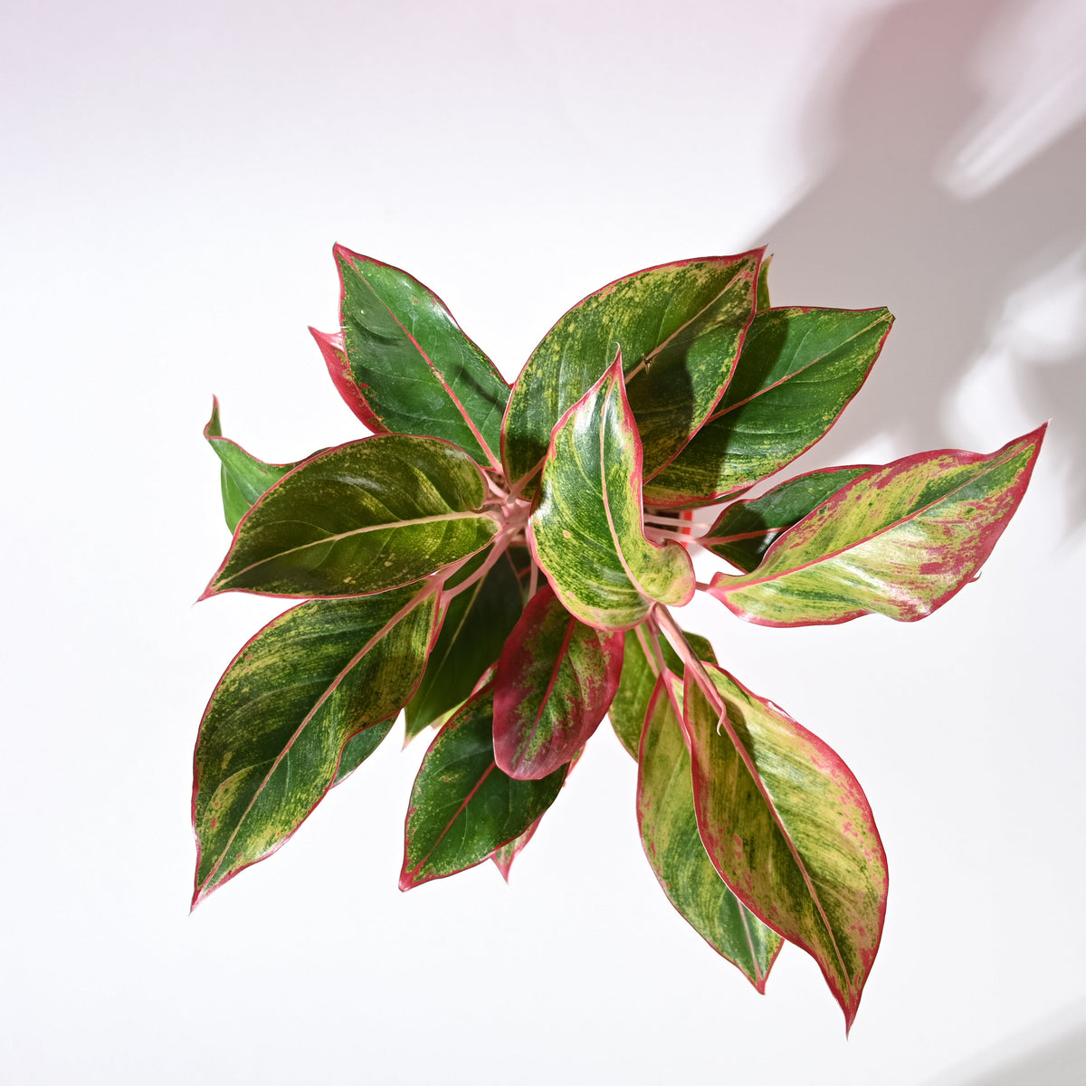 Aglaonema Red with Red Krish Pot