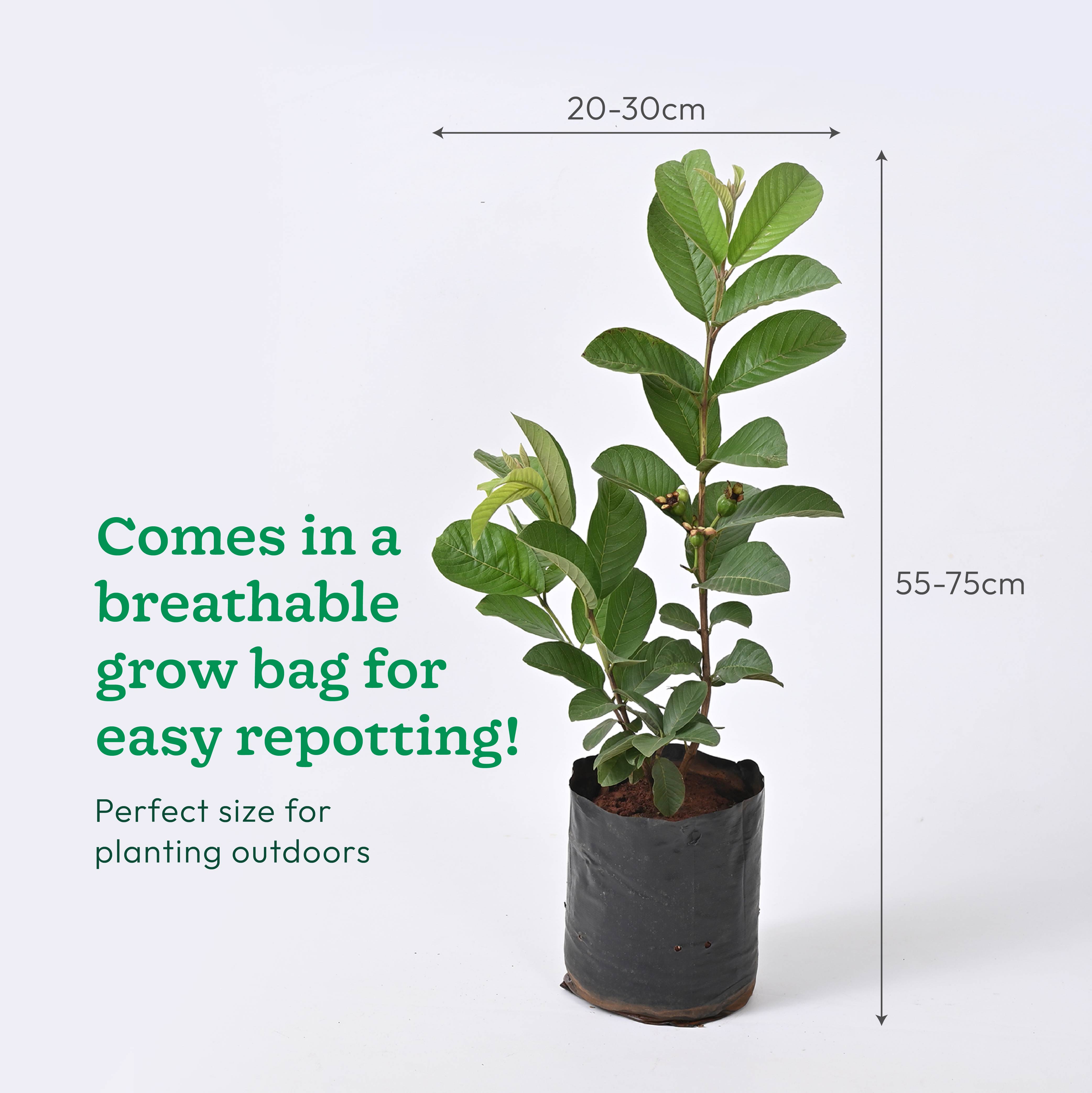 Guava Plant