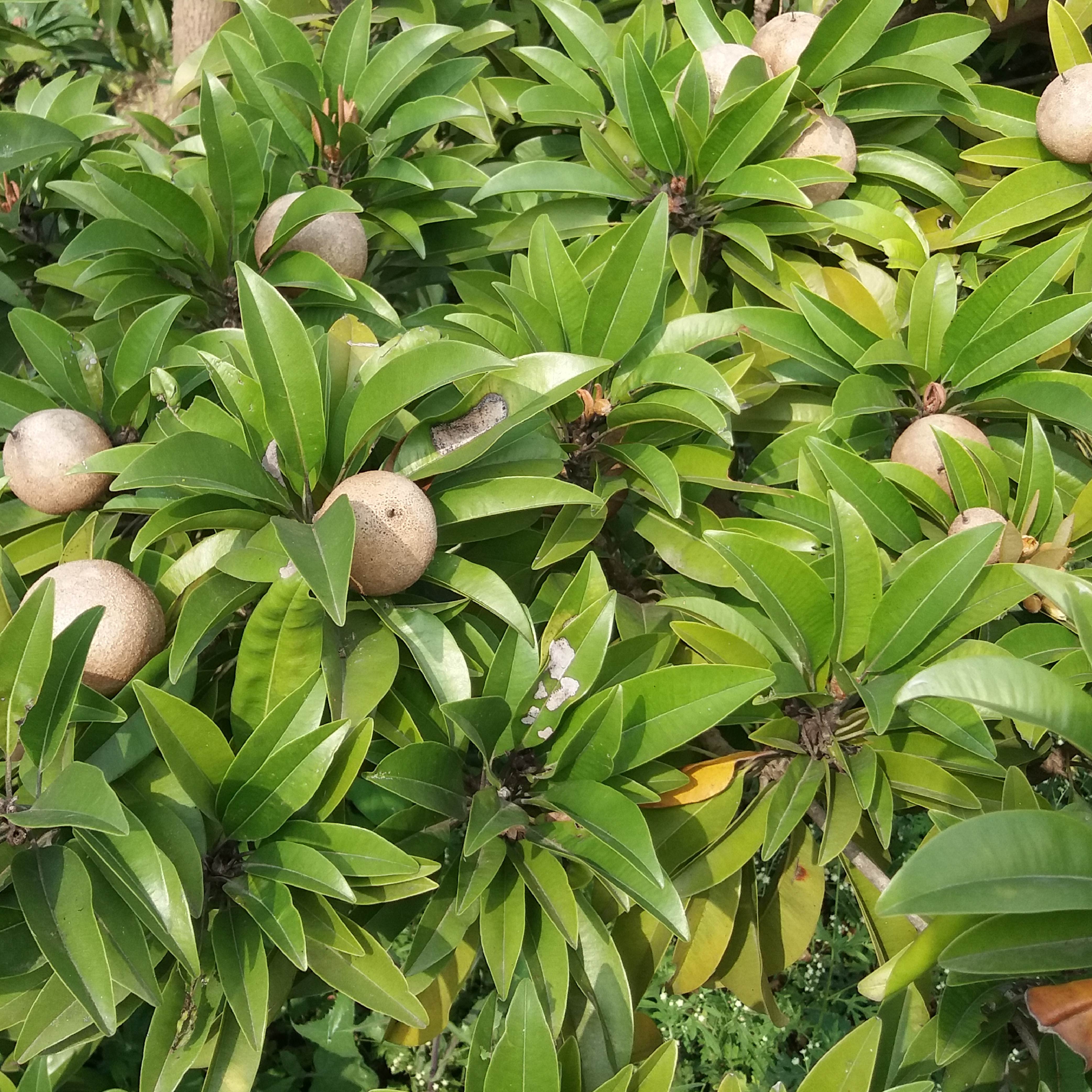 Chiku Plant