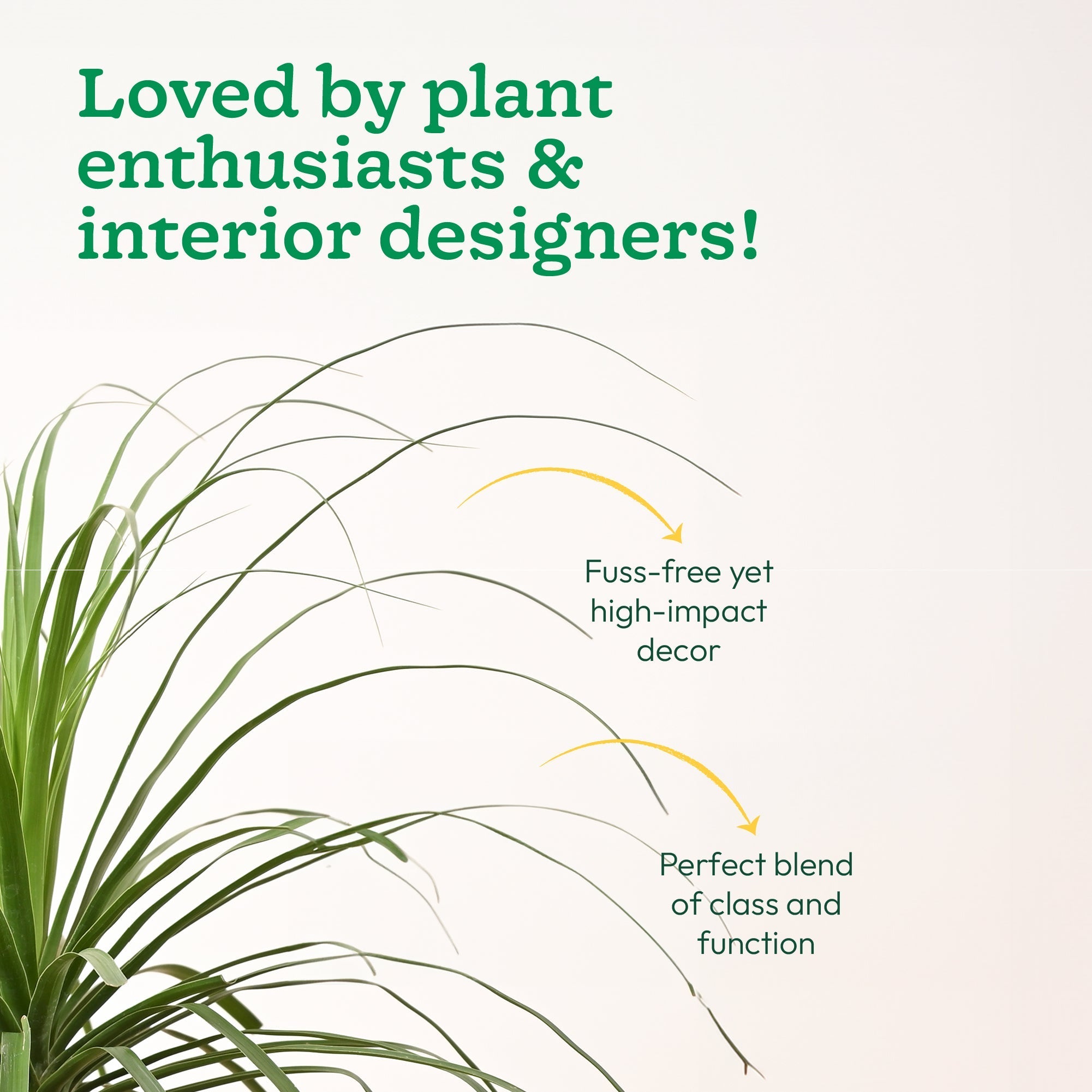 Nolina Palm XL