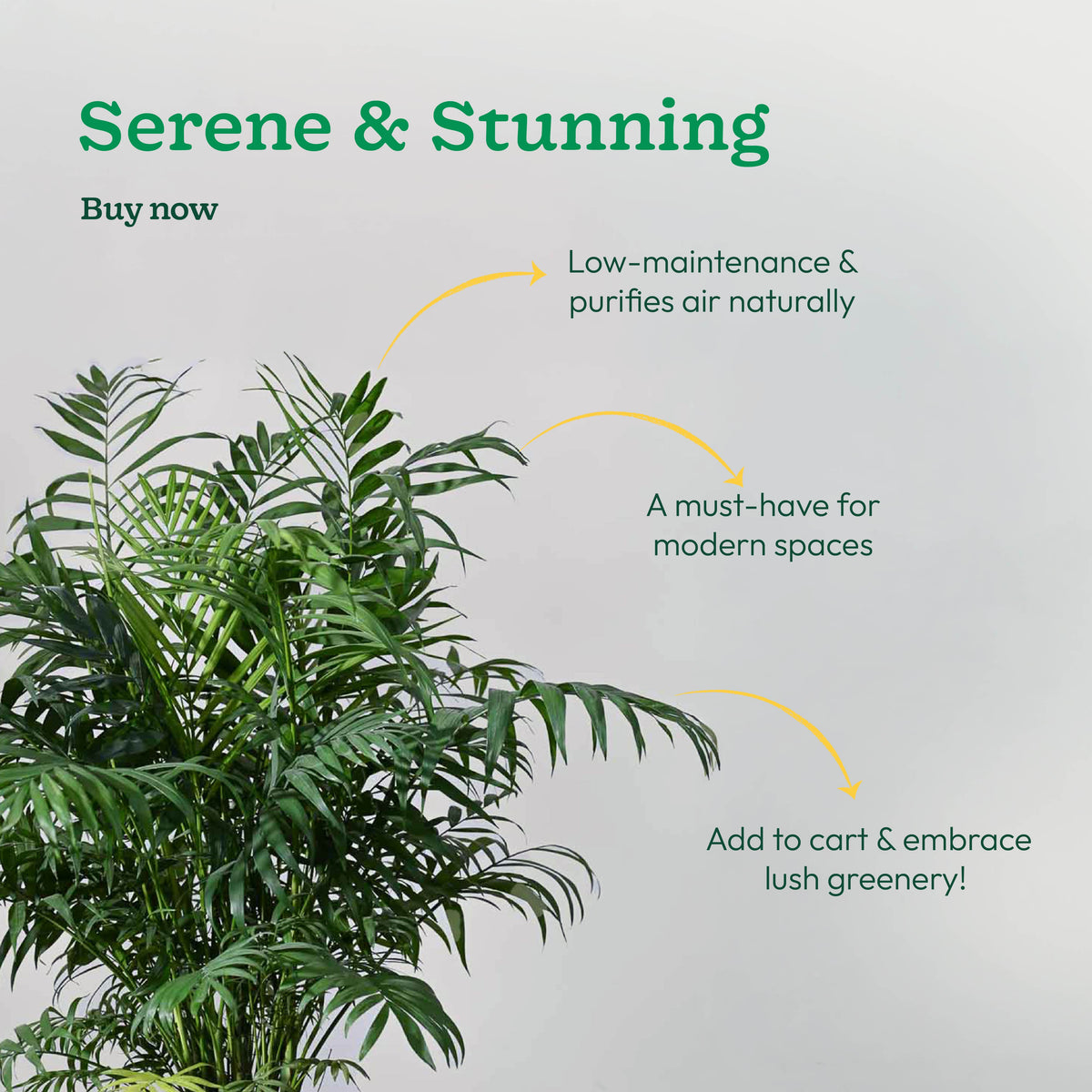 Bamboo Palm XL