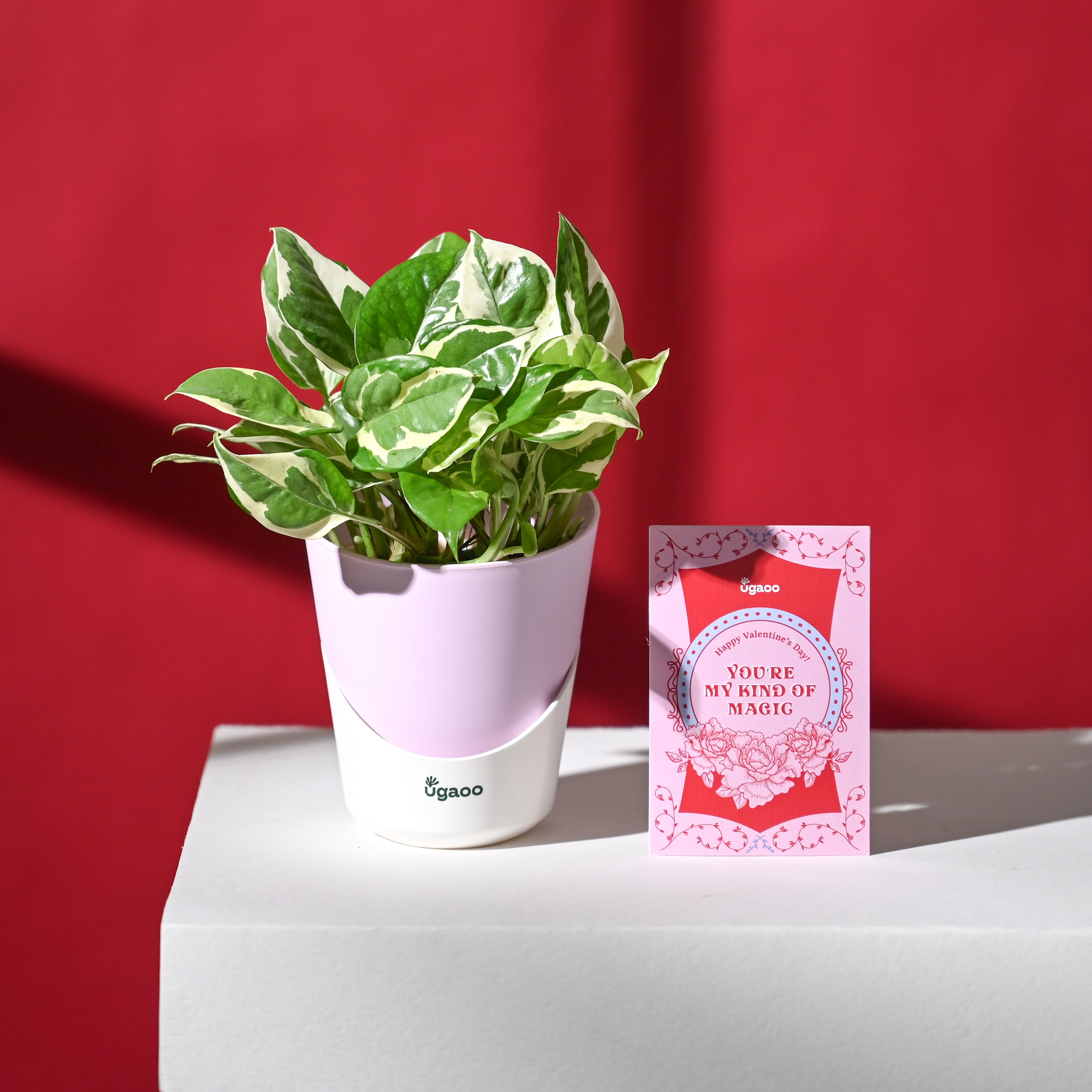 Eternal Love Hamper