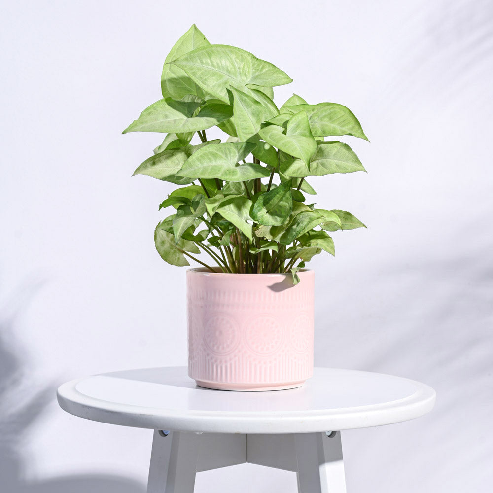 Henna Ceramic Pot