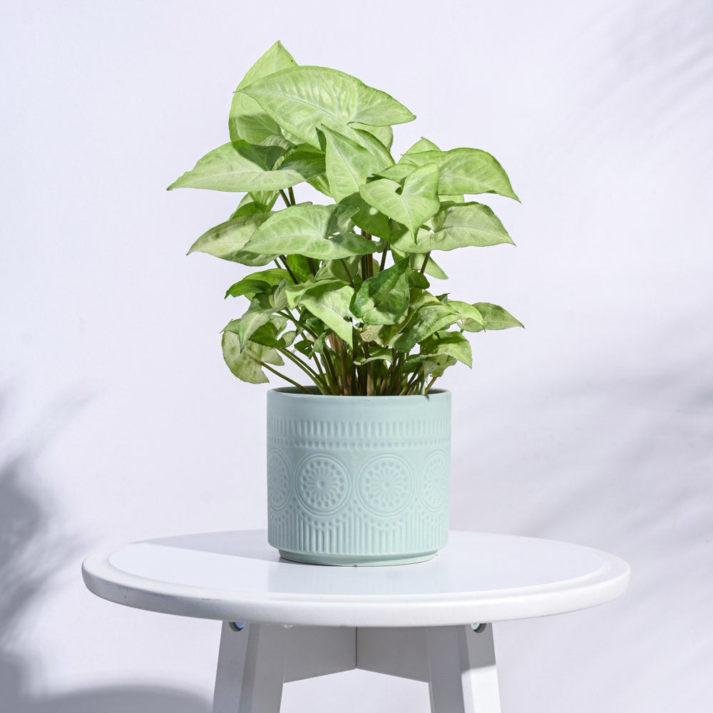 Henna Ceramic Pot