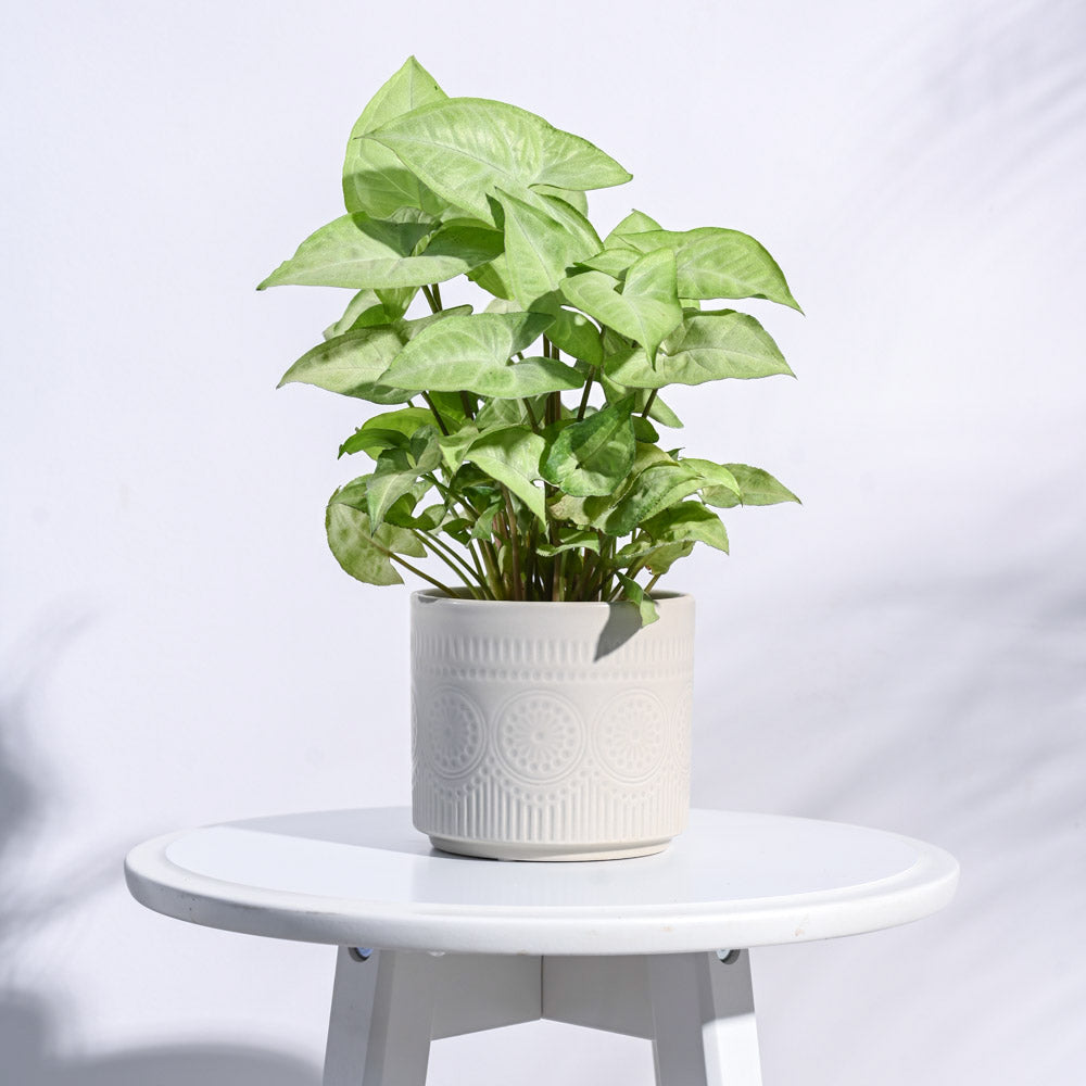 Henna Ceramic Pot