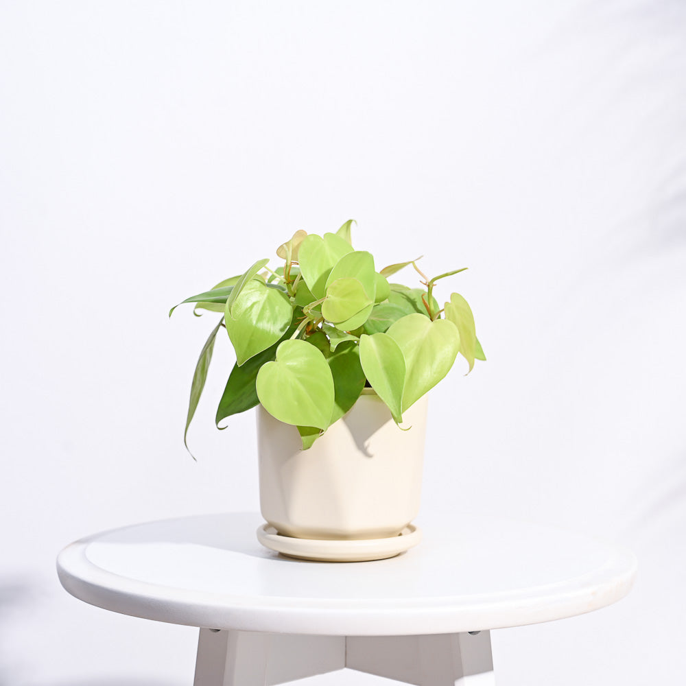 Diamond Ceramic Pot
