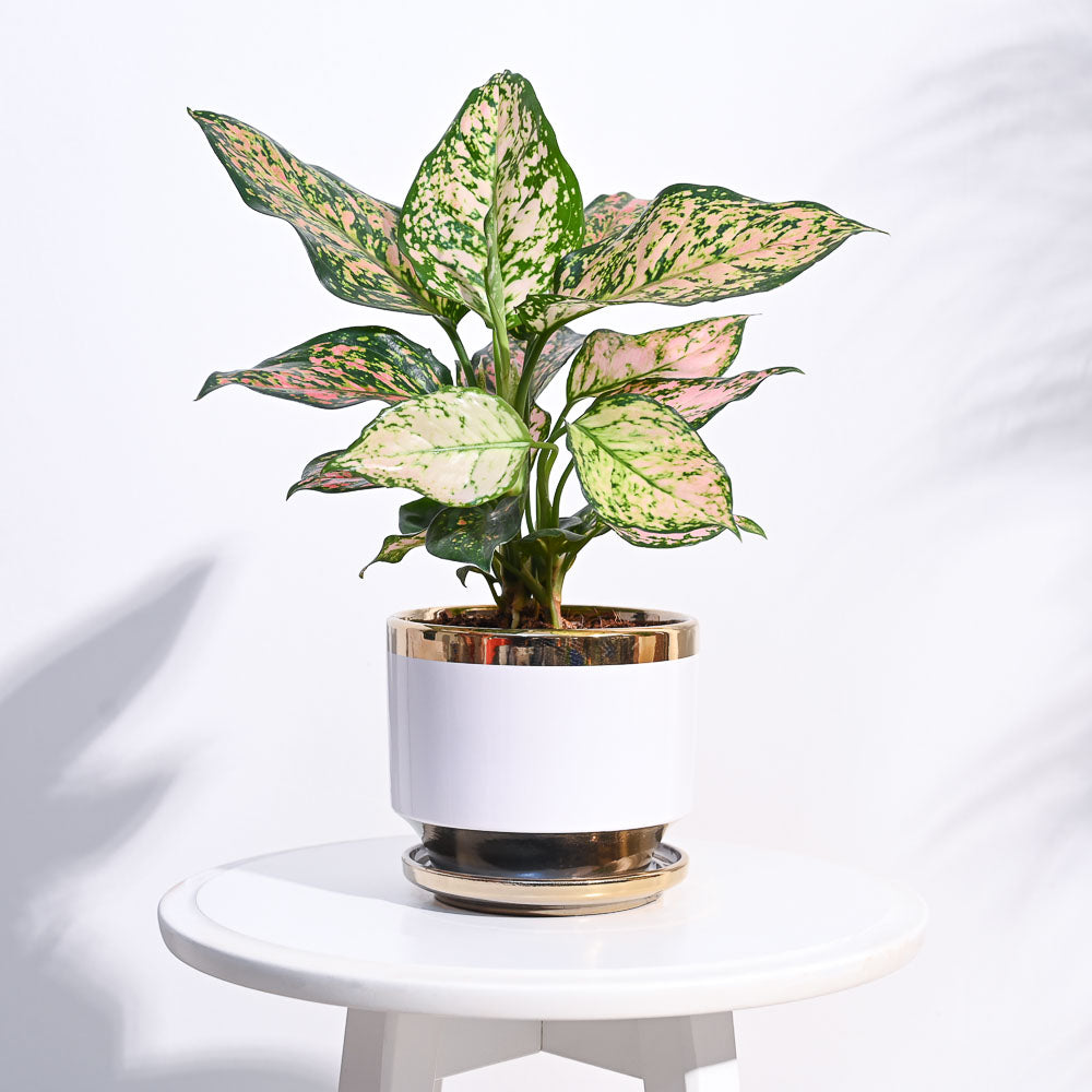 Aurelius Round Ceramic Pot