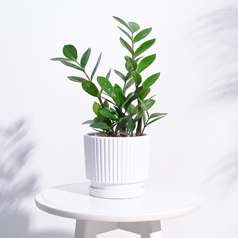 Roma Ceramic Pot