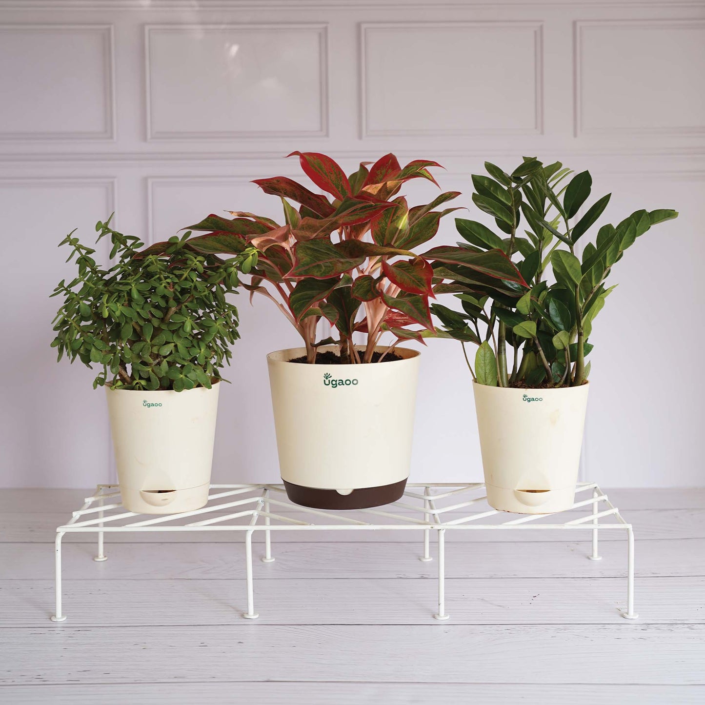 Premium Plants Stand