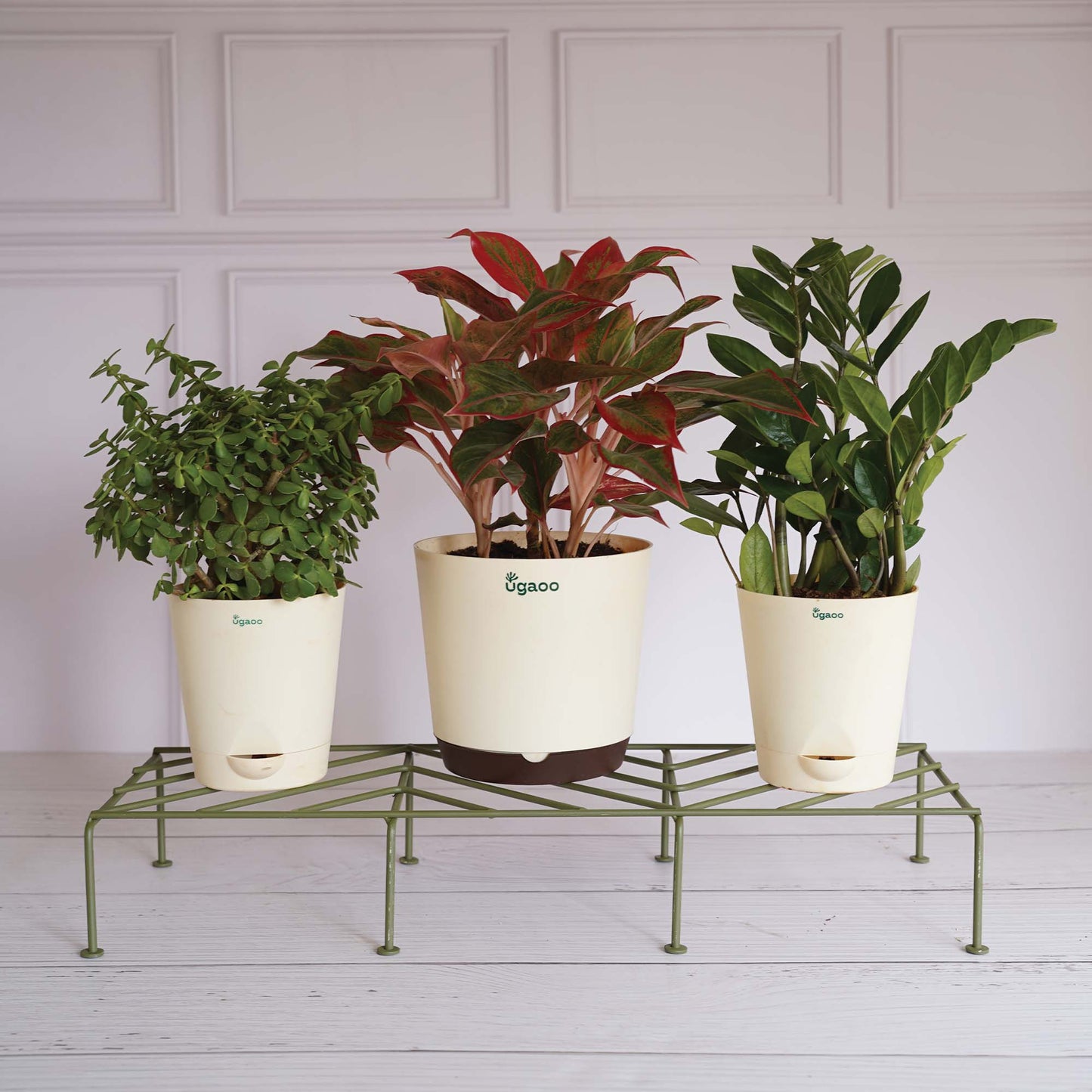 Premium Plants Stand