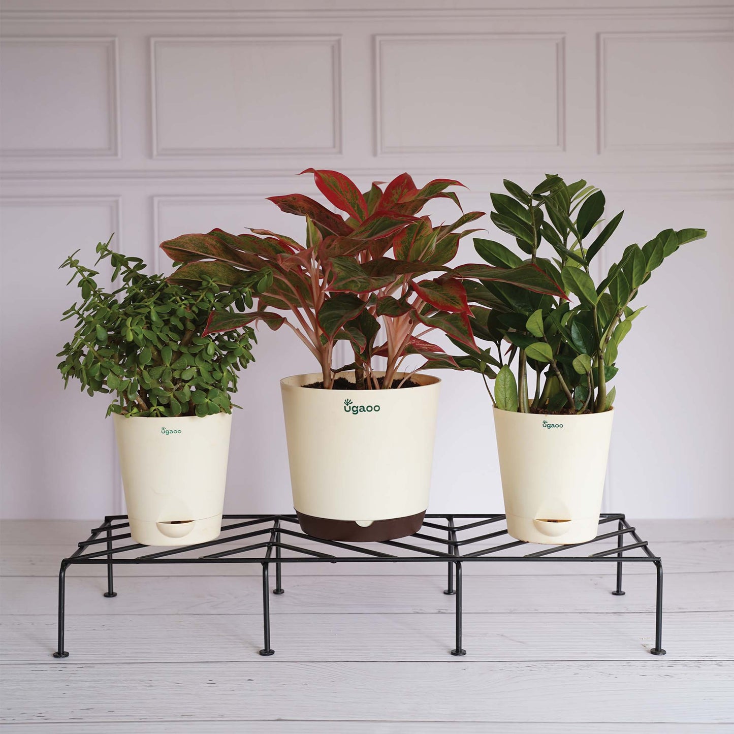 Premium Plants Stand