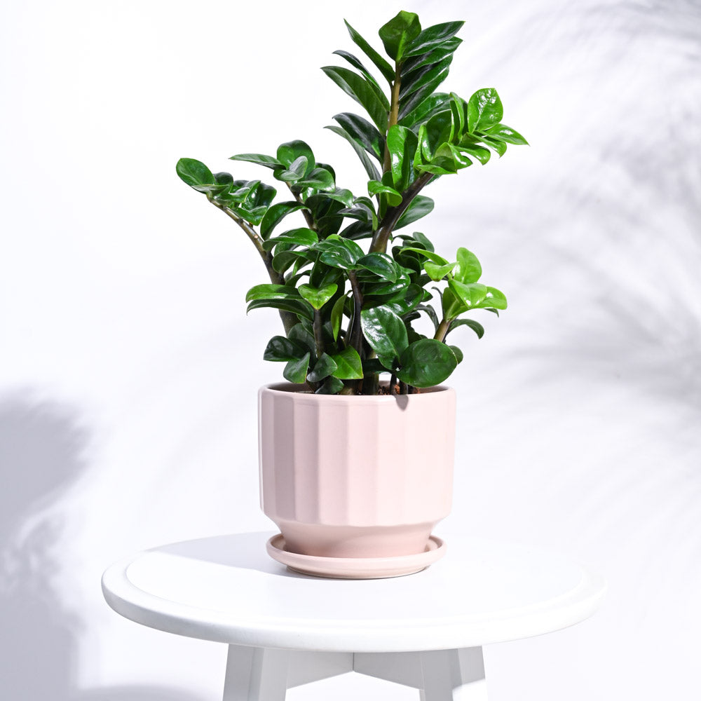 Frosted Ceramic Pot