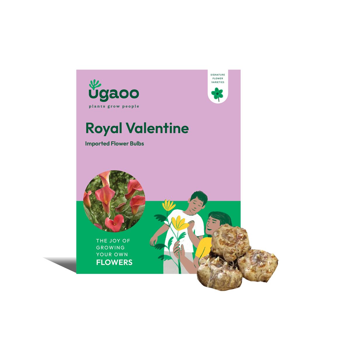 Calla Lily - Royal Valentine Bulbs